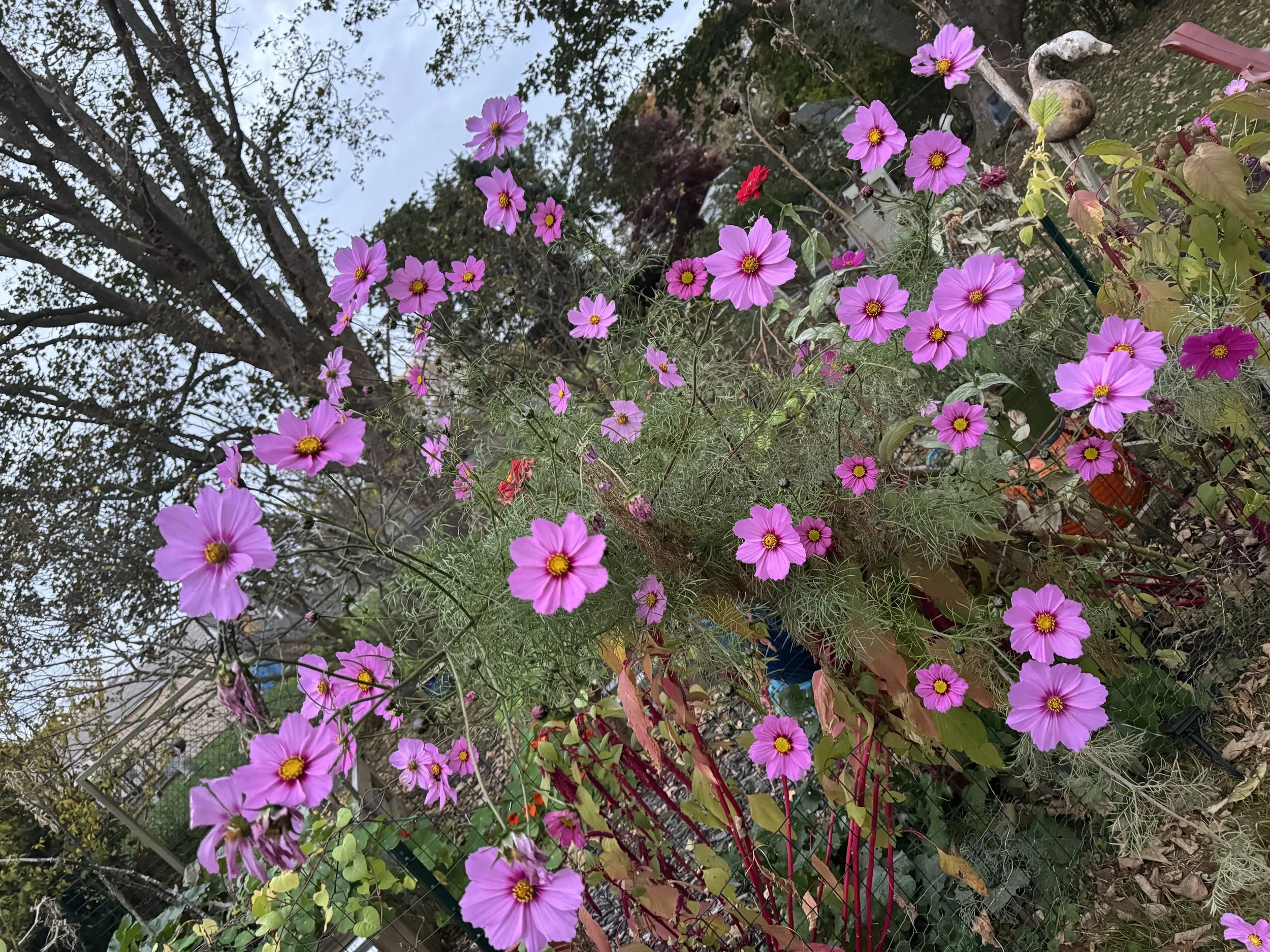 IMG_4667.jpeg