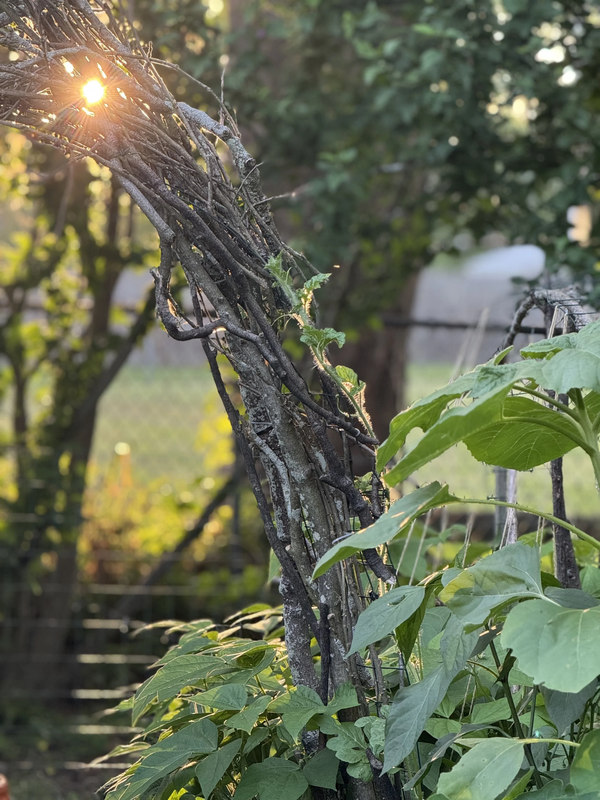 IMG_8011.jpeg