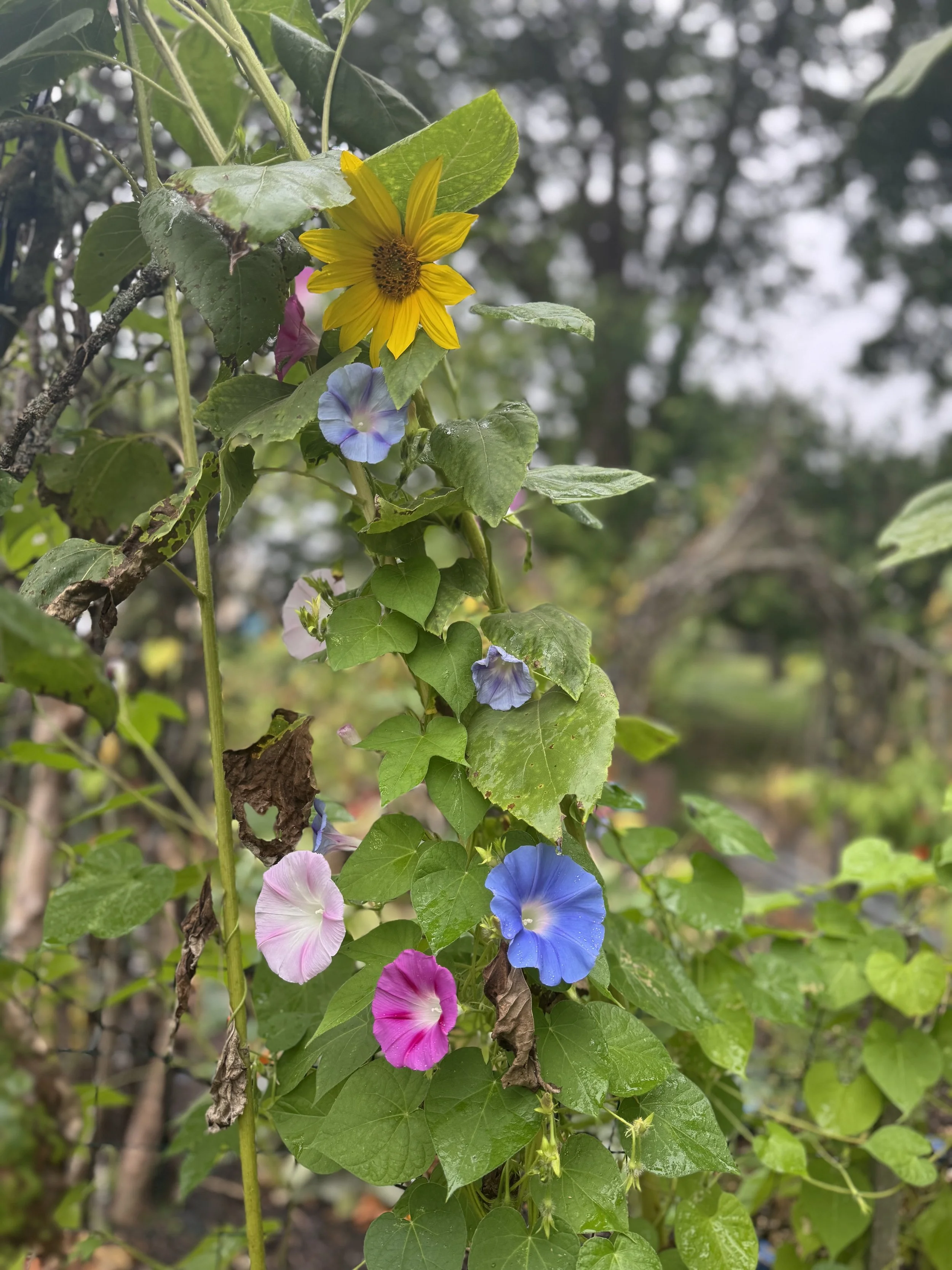 IMG_8819.jpeg
