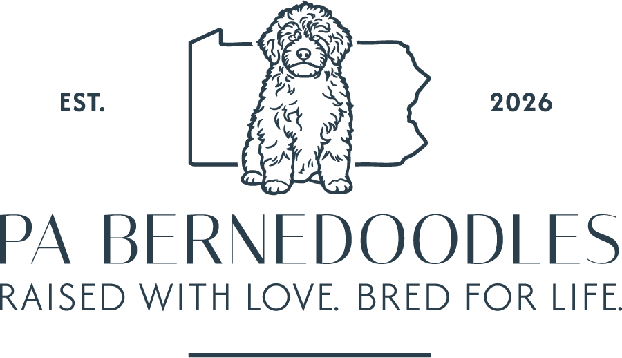pa-bernedoodles-primary-logo-bernedoodle-blue-rgb-900px-w-72ppi.png