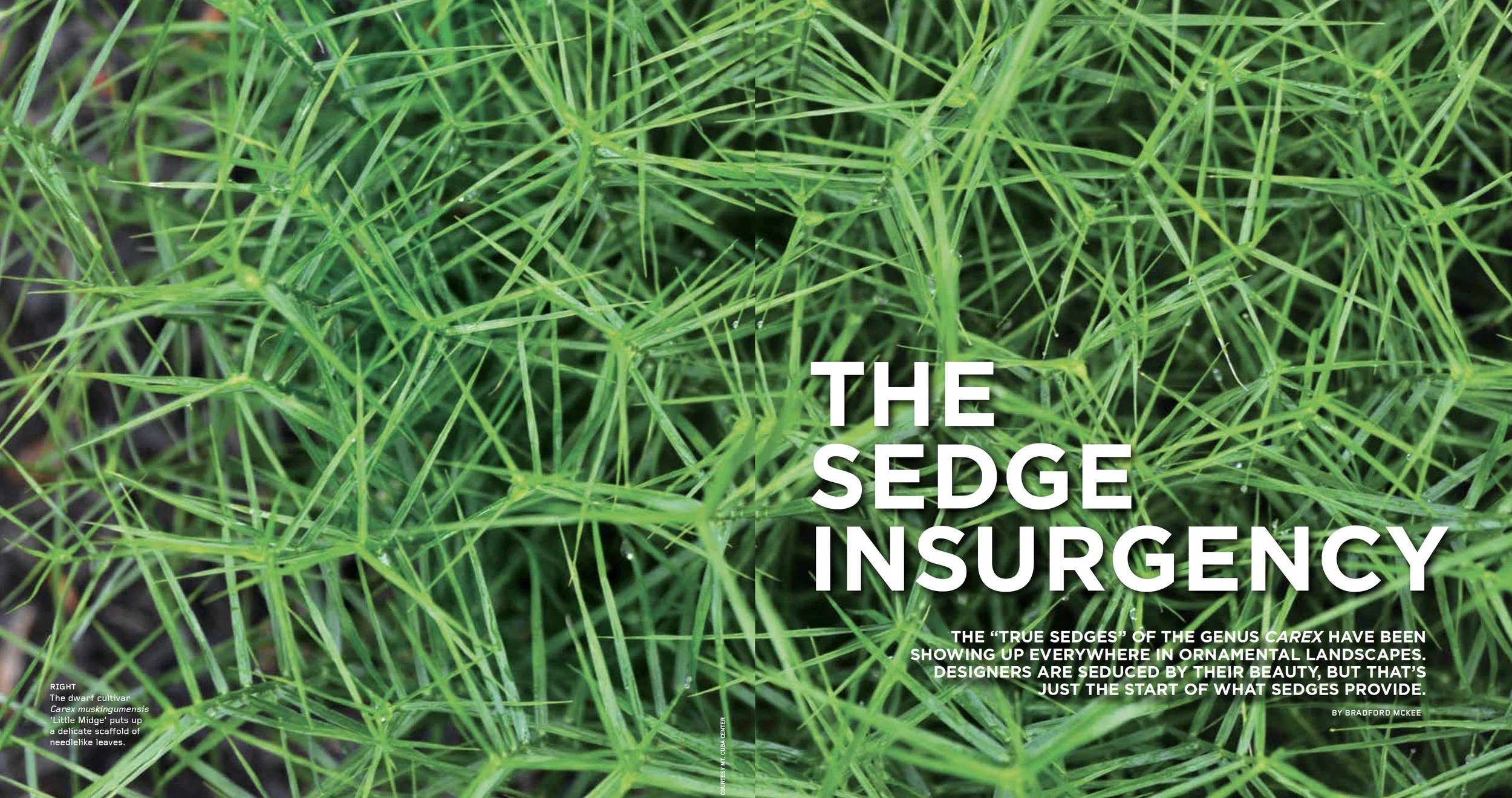 The Sedge Insurgency