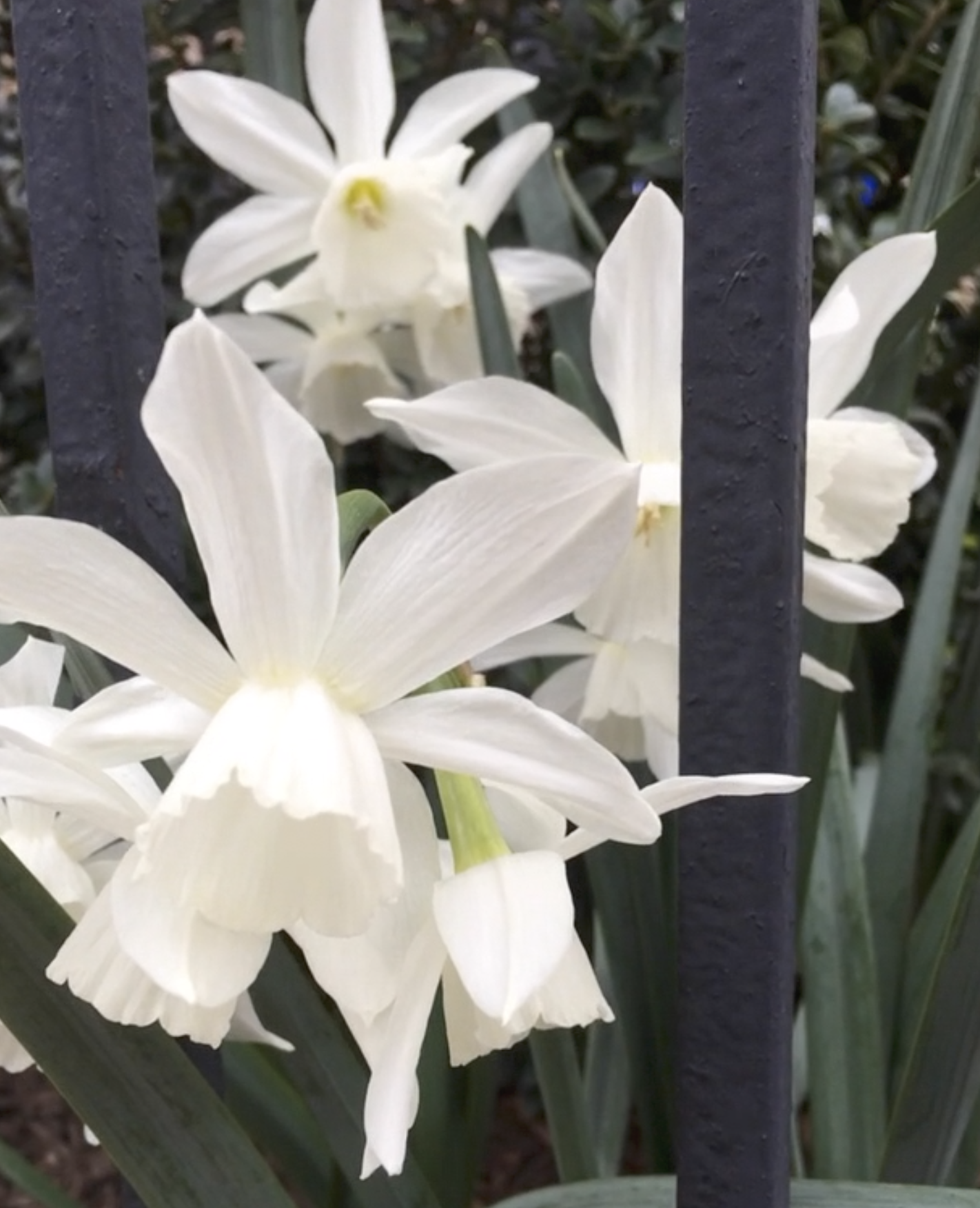 Daffodil Growers, Start Your Engines