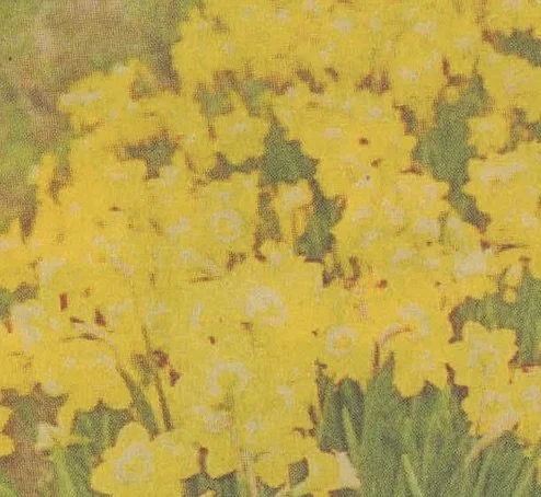 Daffodil Growers, Start Your Engines