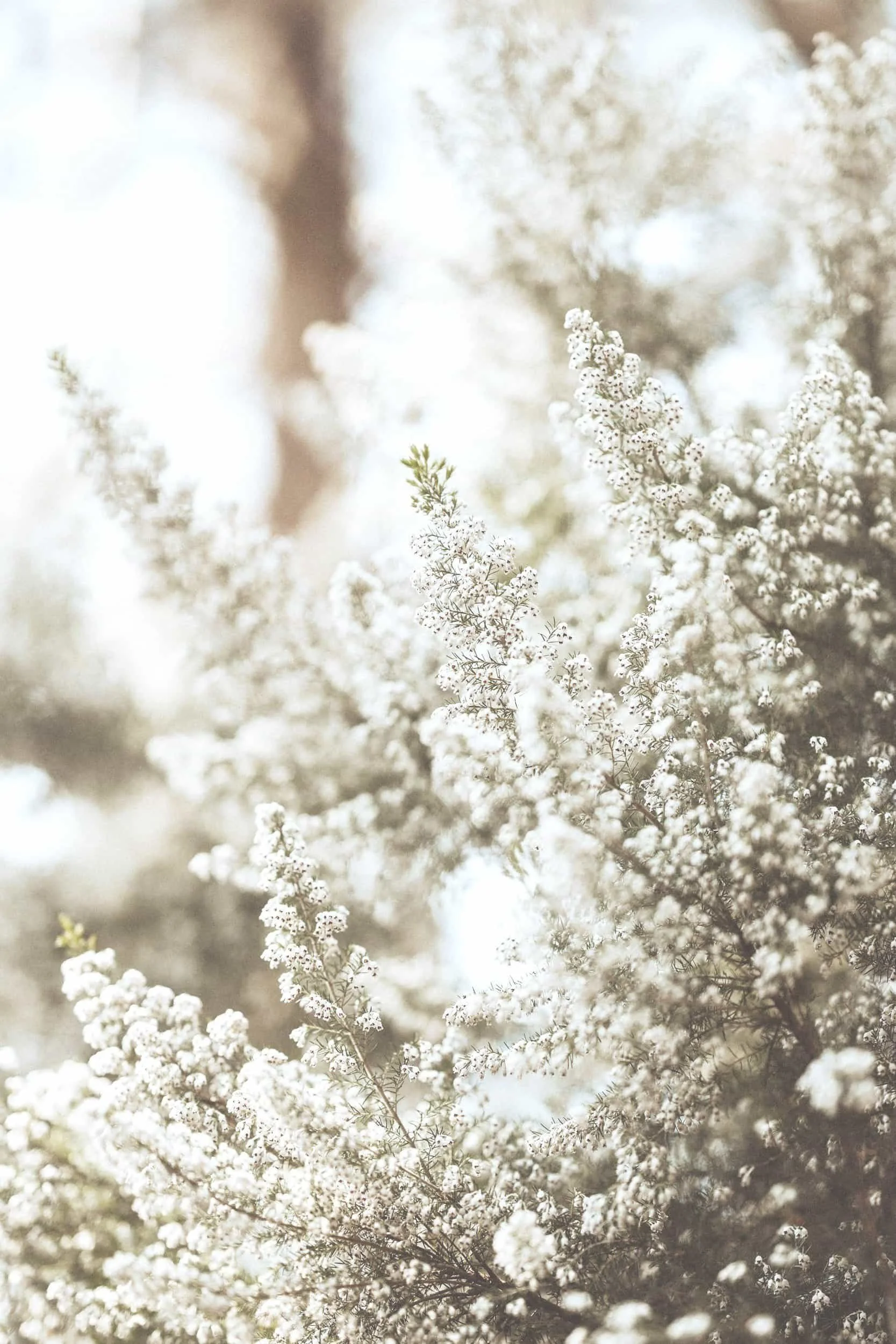 Relaxing nature image with small white flowers for therapy for women in Medicine Hat Alberta with Britni Chambers Counseling