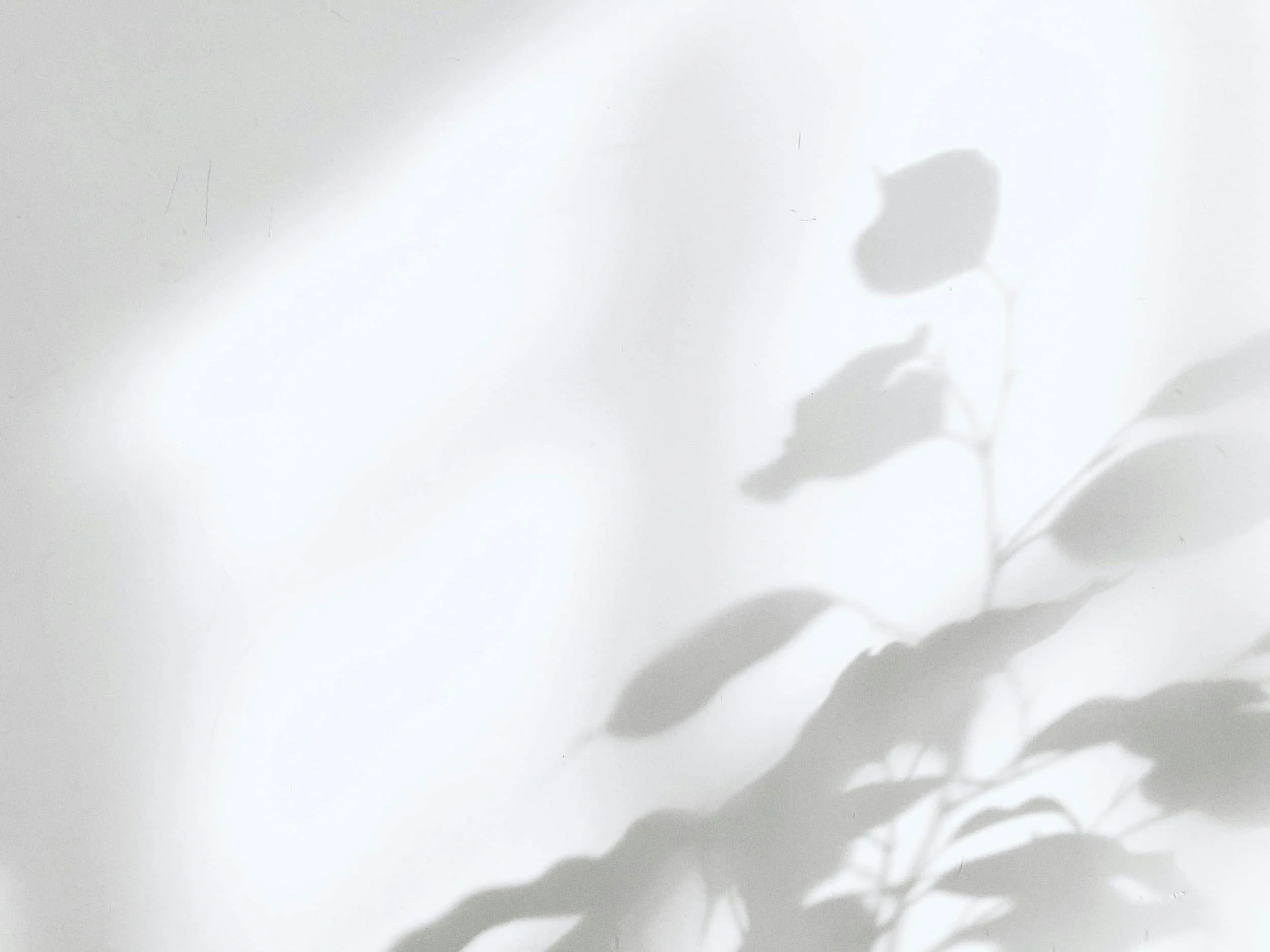 Leaf shadows on white background for EMDR therapy for women in Medicine Hat Alberta