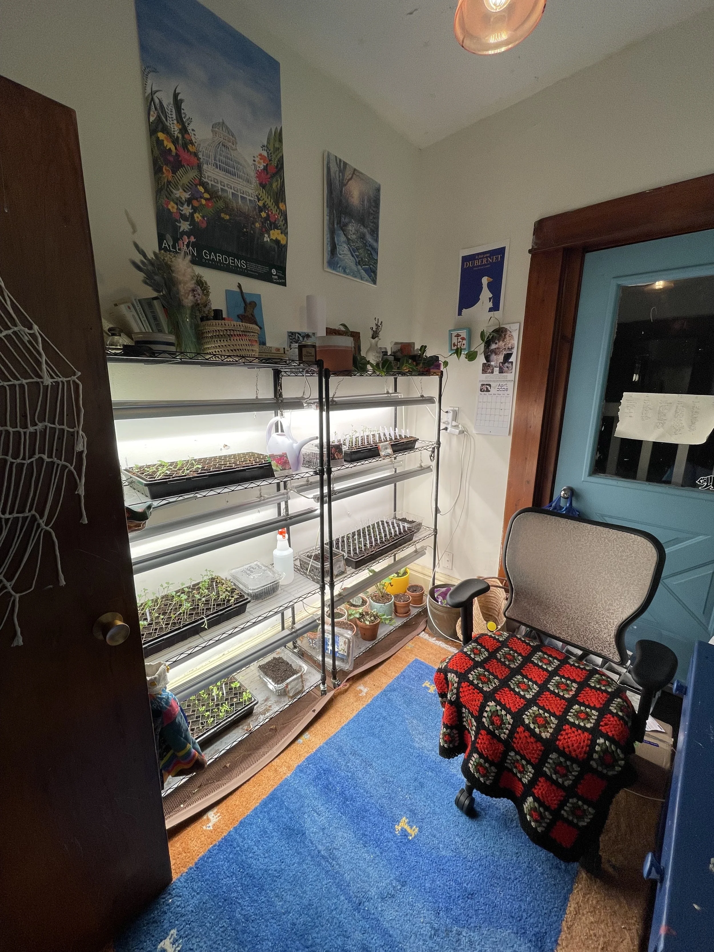 My Seedling Set-up