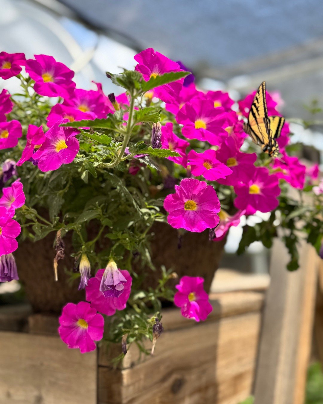 Our annuals have been growing strong, vibrant, and full of life&mdash;but they need a home!

If you&rsquo;ve been meaning to fill that pot, refresh your porch, or add one more pop of color to your garden&hellip; now&rsquo;s the time.

We&rsquo;re han