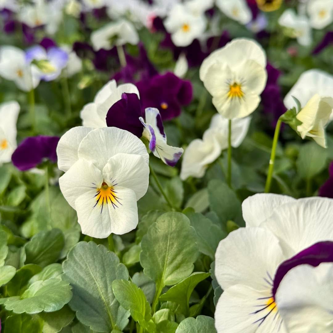 Weekend plans? Make The Grove part of them 🌿

The greenhouse is showing off, the garden is just starting to wake up, and everything feels a little more alive out here. Grab a table, slow down for a bit, and enjoy something made from scratch at Cassi