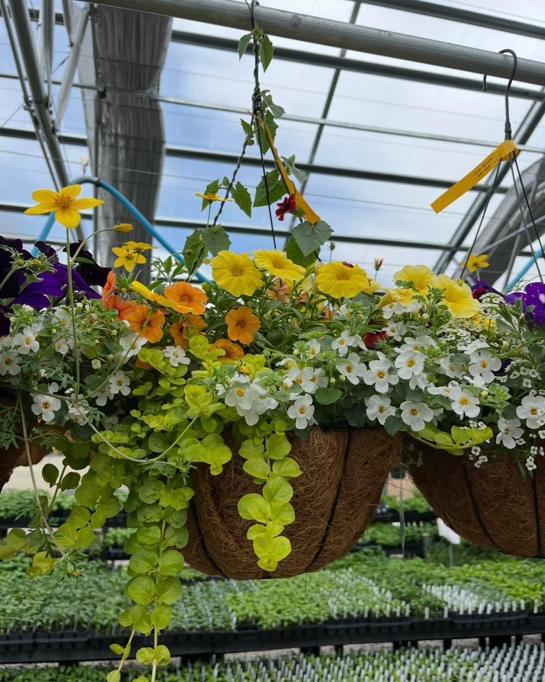 We&rsquo;ve got sunshine, on a cloudy day. ☁️💛

#grovedelta #bloomnursery #greenhouse #westerncolorado #springsnow #sunshine #thegrovedelta
