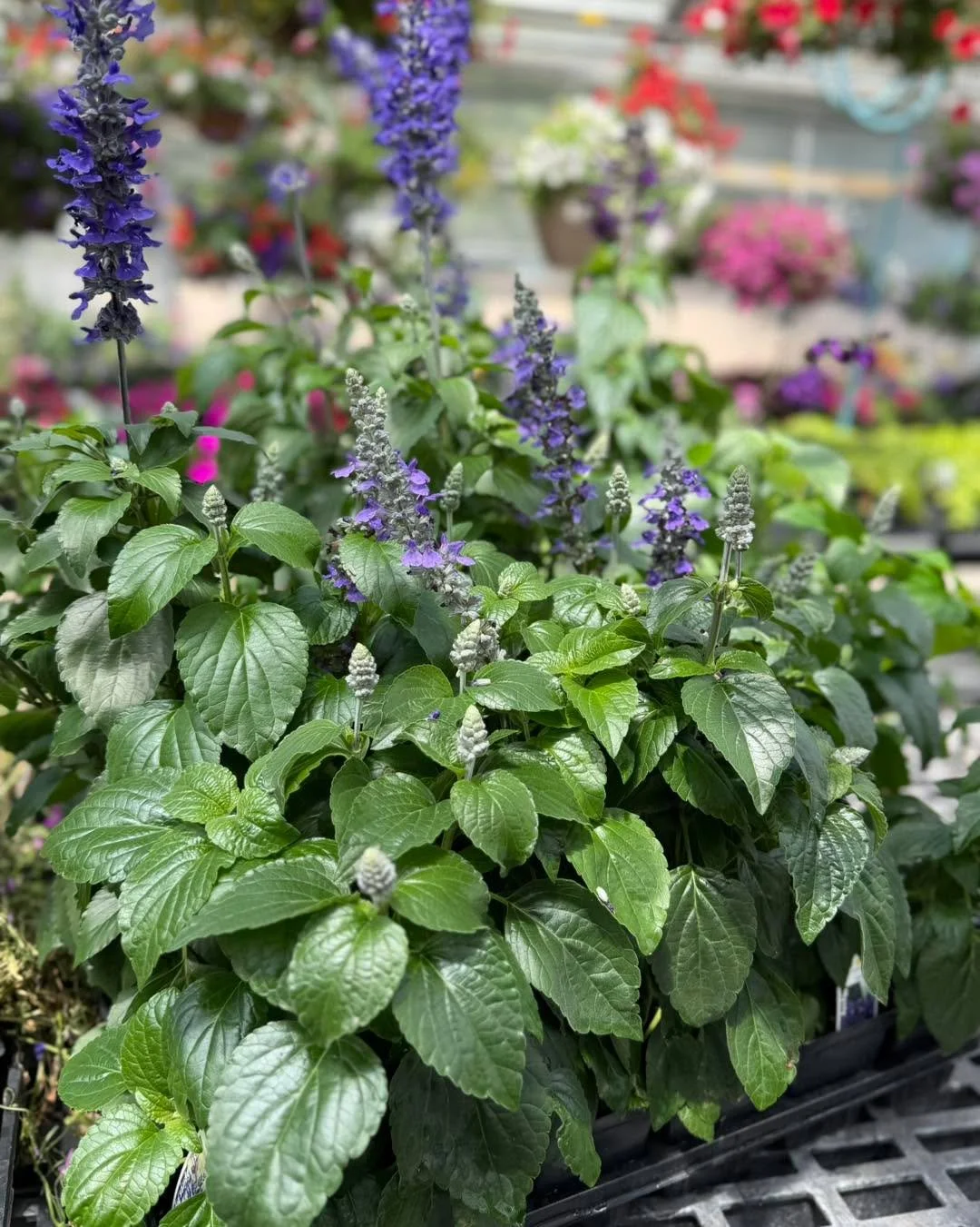 🌸 $1 Annual Flower Sale! 🌸

It&rsquo;s the perfect time to fill your garden beds, containers, and porch pots with beautiful blooms. All annual flowers are just $1 each while supplies last.

Come wander the greenhouse, find your favorites, and take 