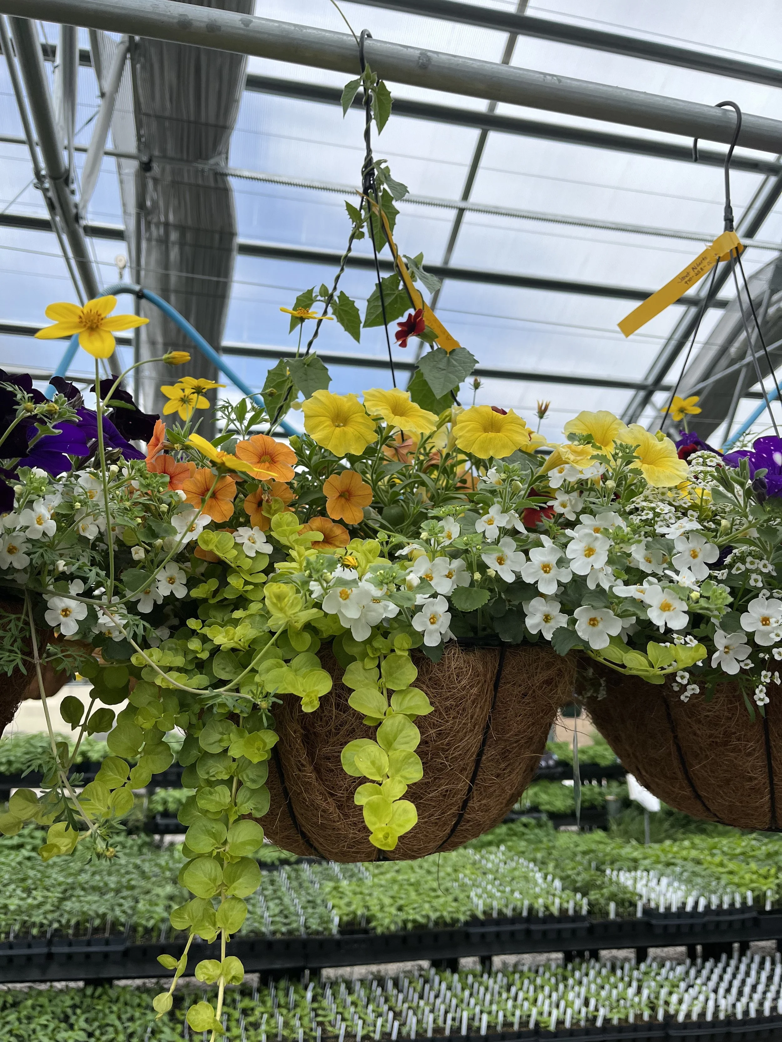 Hanging Basket Workshop