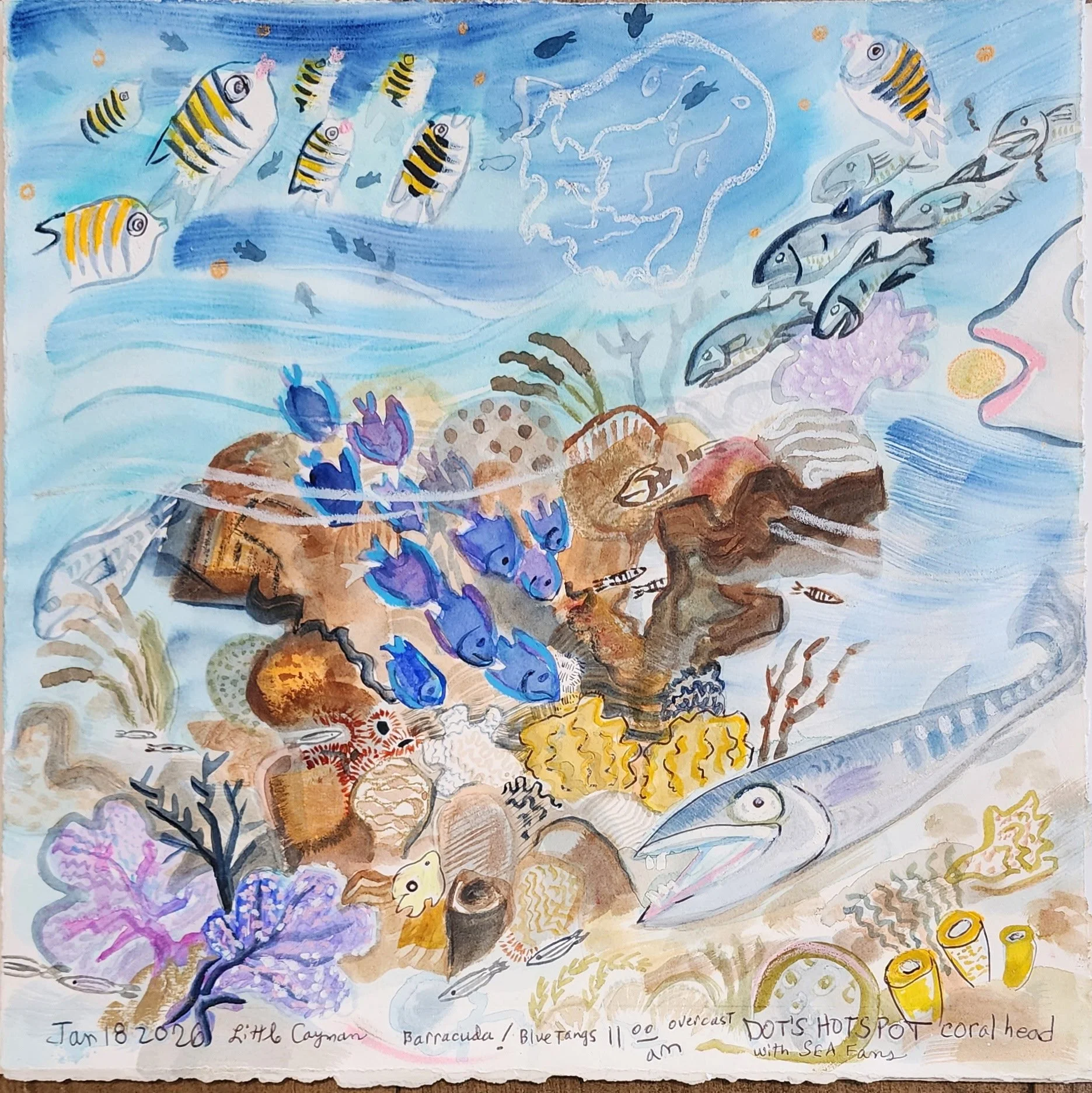 baracudas and blue tangs