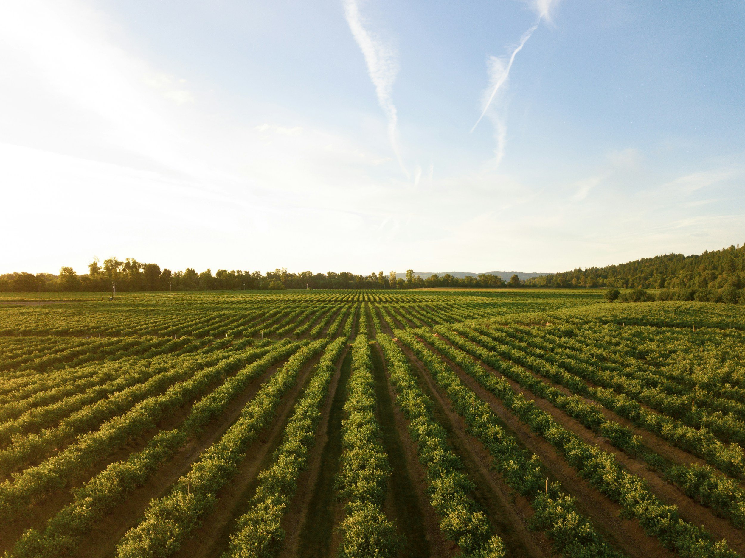 A vast agricultural field with rows of green crops extending toward the horizon, under a clear blue sky with some clouds and contrails.