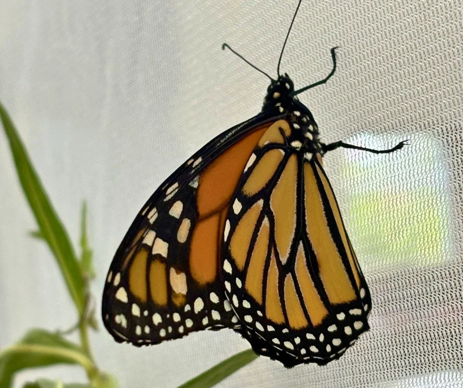 They have grown their wings!
Our Preschool butterflies have all popped out to say hello and we couldn't be happier about it. 
Aren't they just beautiful?
Our 'understanding the life cycle' science lessons  have been incredible so far.

 #avalonschool
