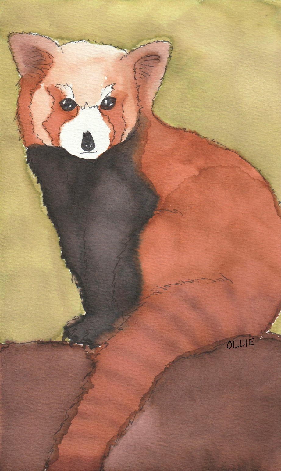 REDPANDA.png