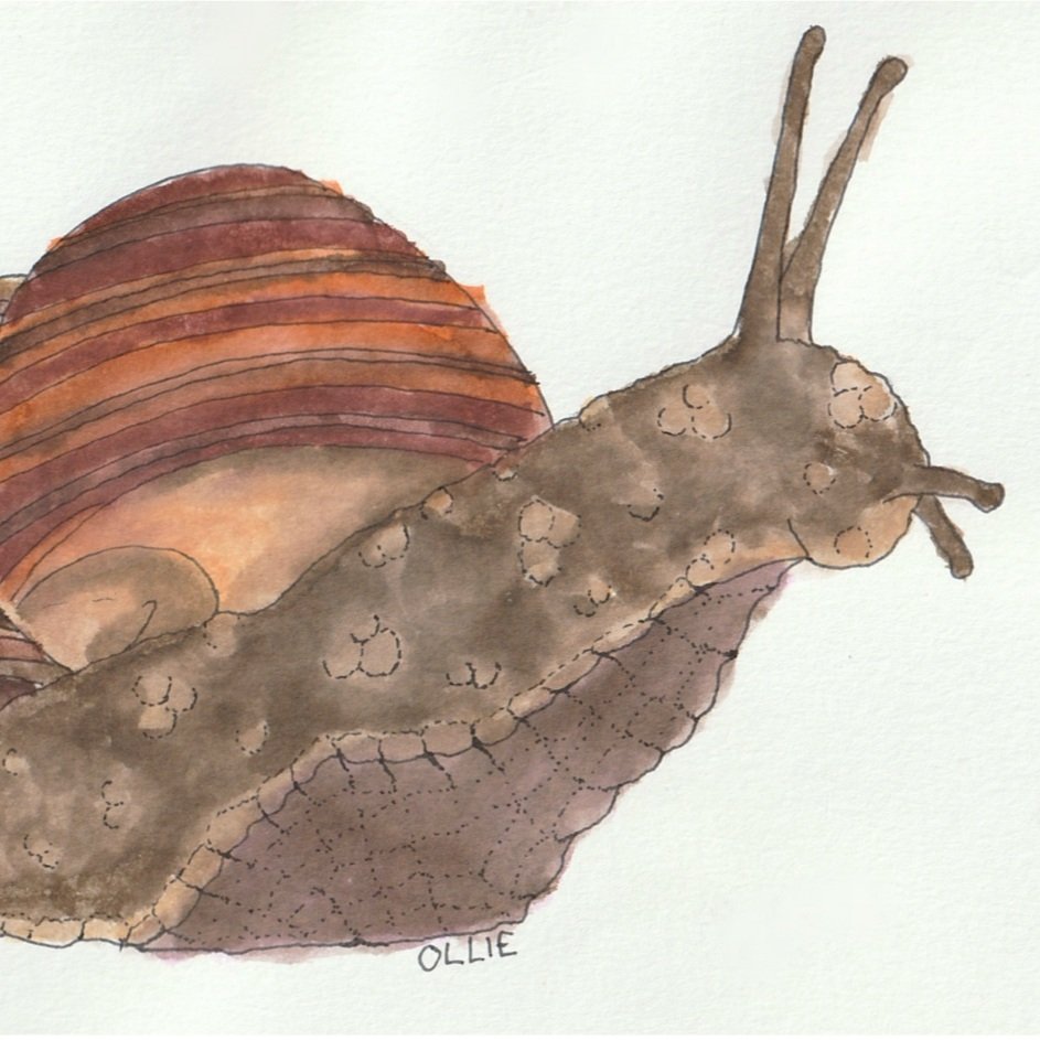 SNAIL.jpg