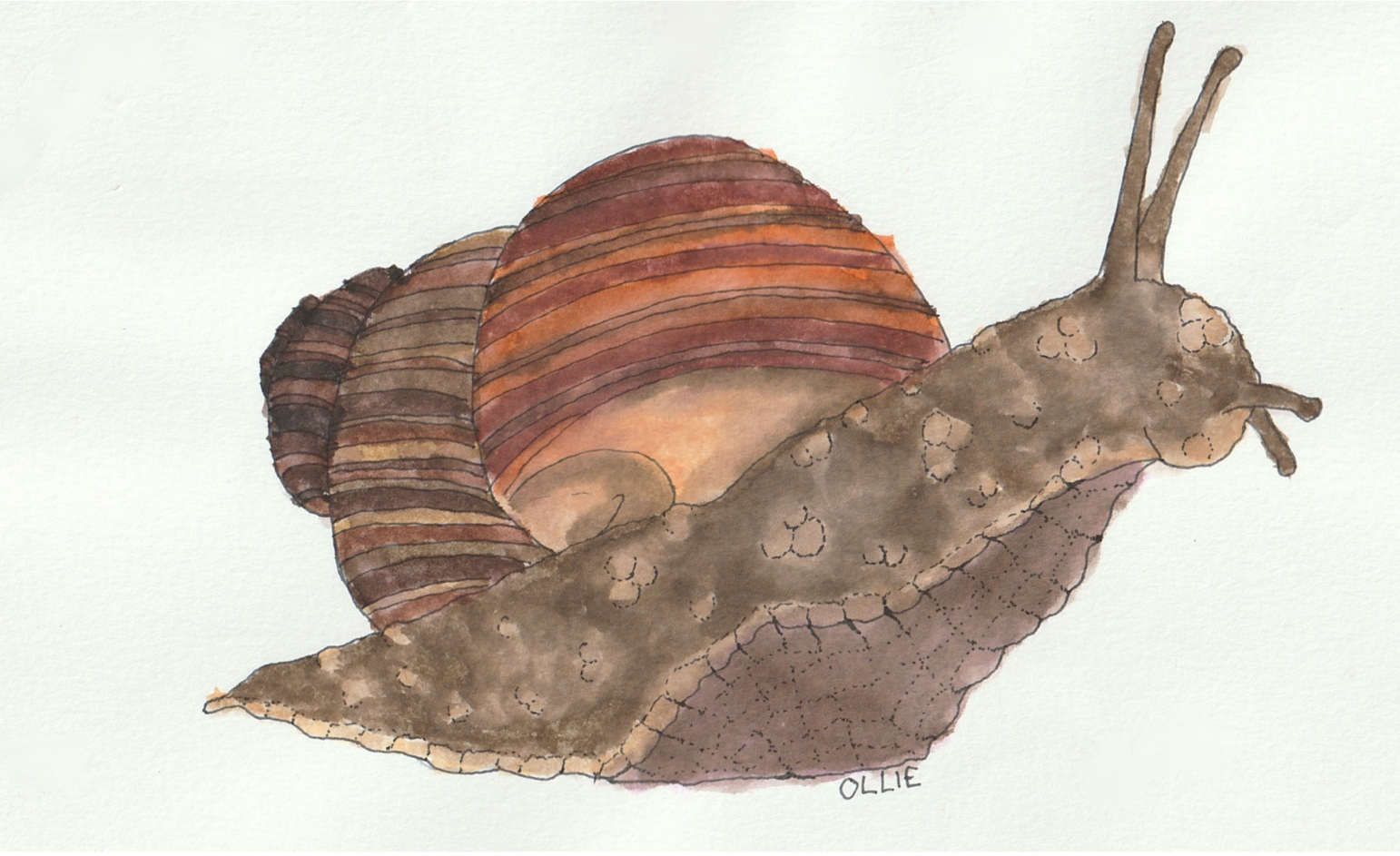 SNAIL.png