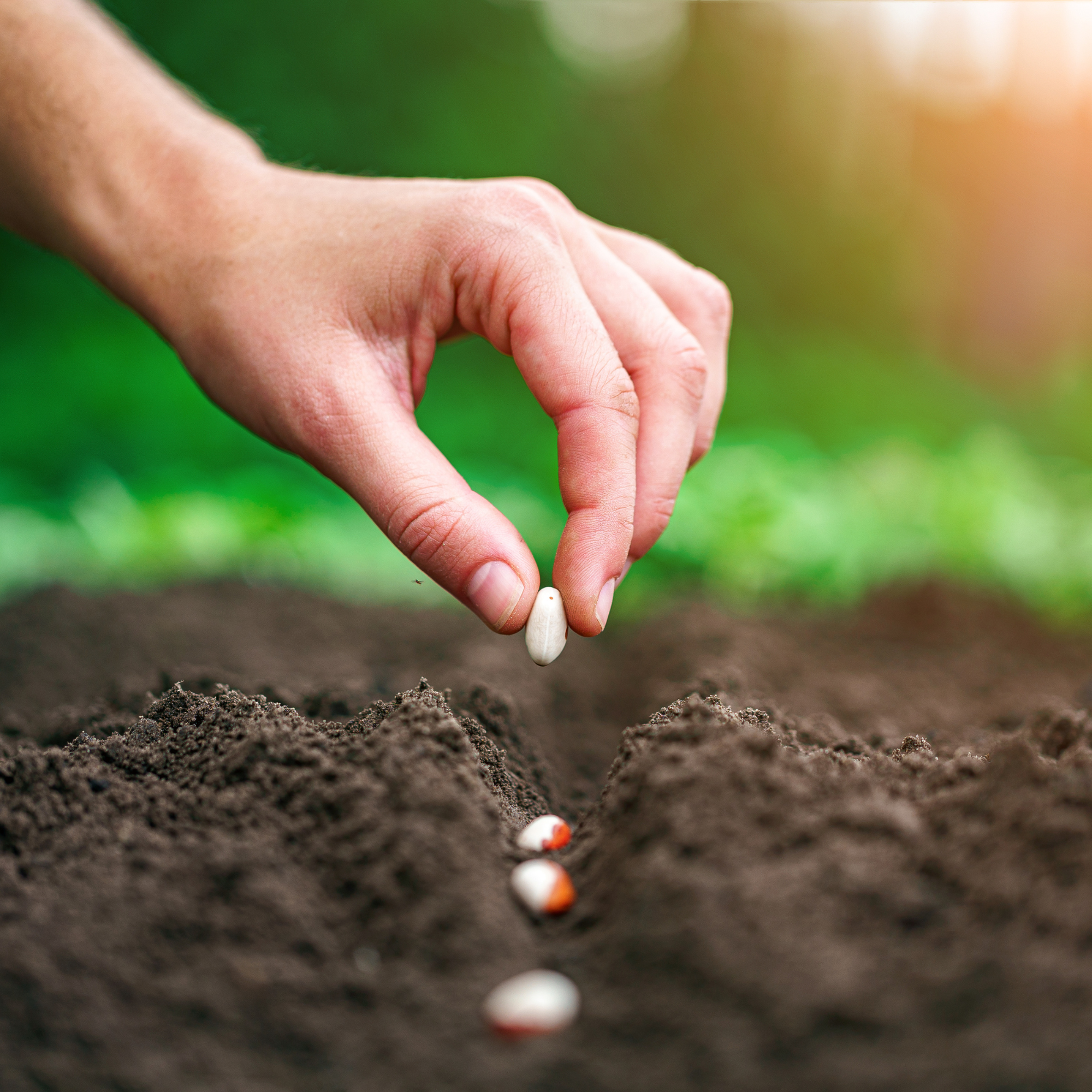 Hand planting seeds in soil outdoors