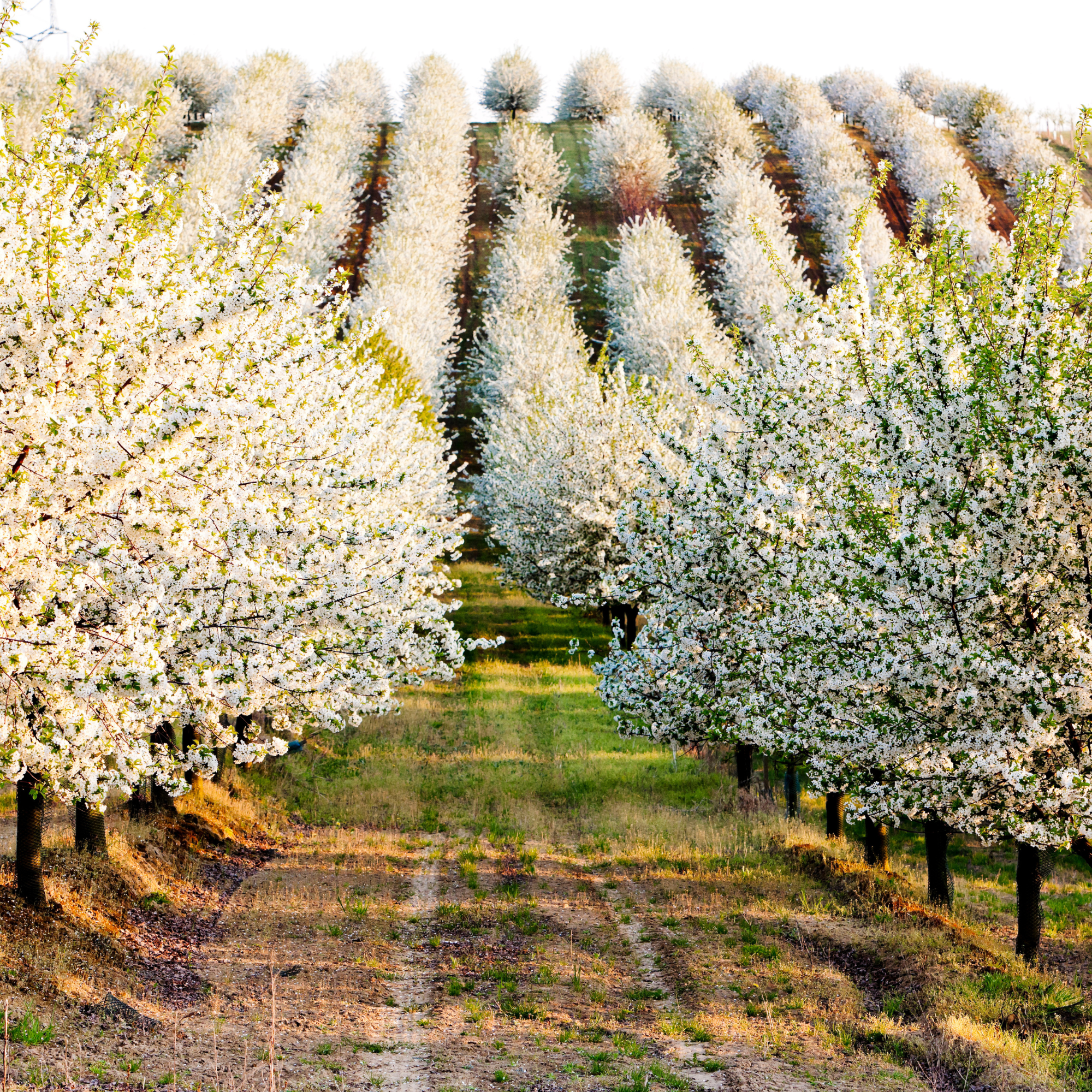 Orchard with rows of blooming white cherry trees in spring