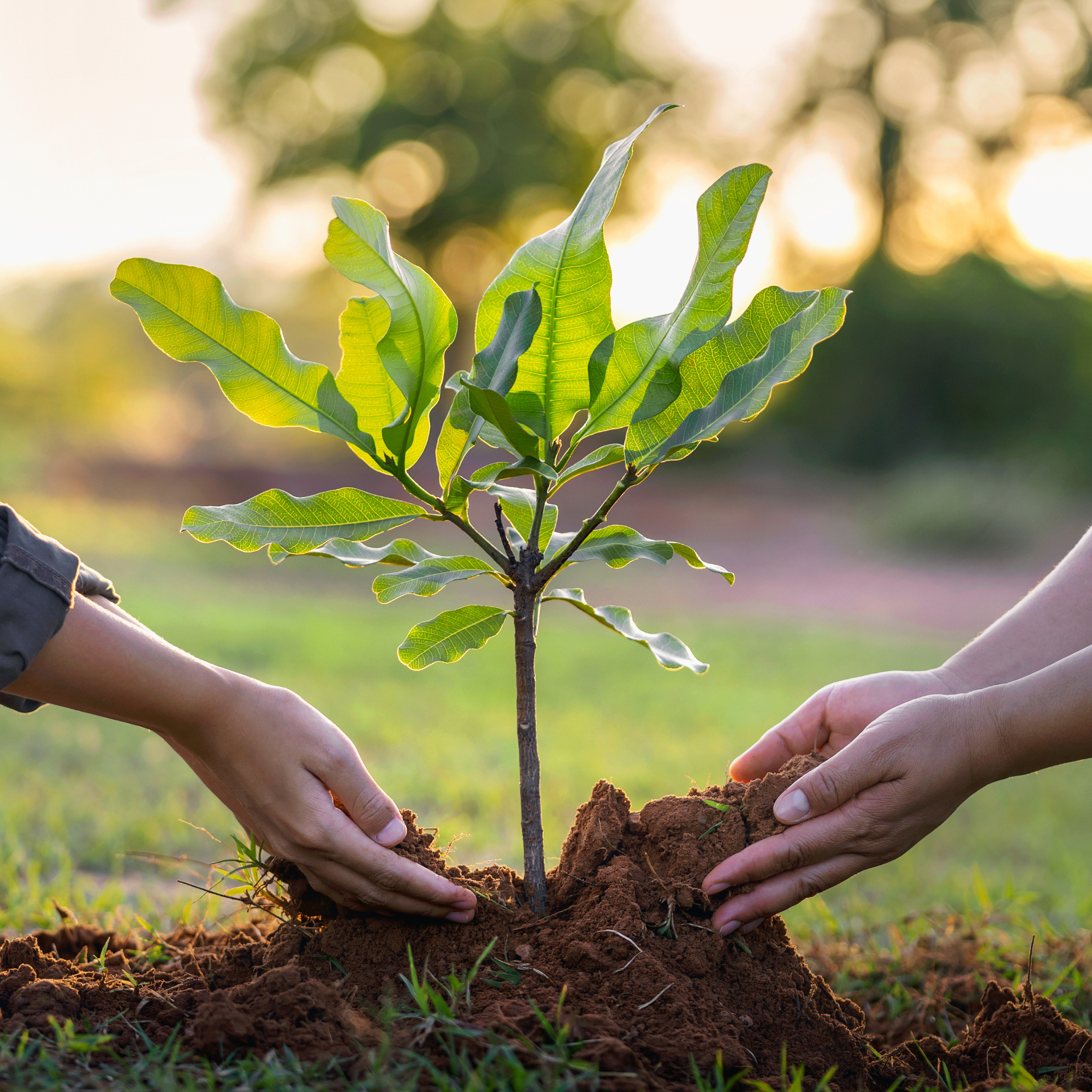 Hands nurturing a growing plant representing the removal of internal friction and departmental silos through operational evaluation