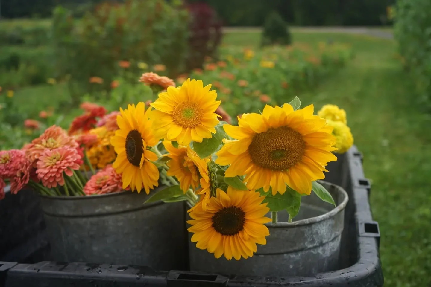 Scenes from picking flowers this morning for the farmstand while casually manifesting a @gorillamadeproducts and @husqvarnausa sponsorship 😉
