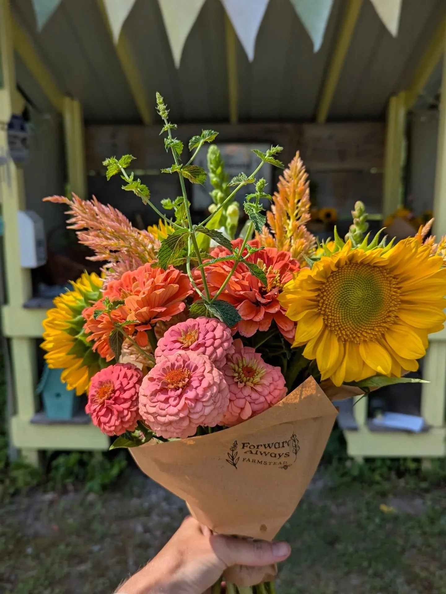 Sunny ☀️🌼💛

Thinking I'll never grow anything other than @johnnys_seeds ProCut sunflowers and Benary's Giant zinnias ever again. So good. 

Farmstand open until 7 or until it sells out. 

Lots of $20 and $10 options. 

1675 U.S. Route 2, Waterbury

