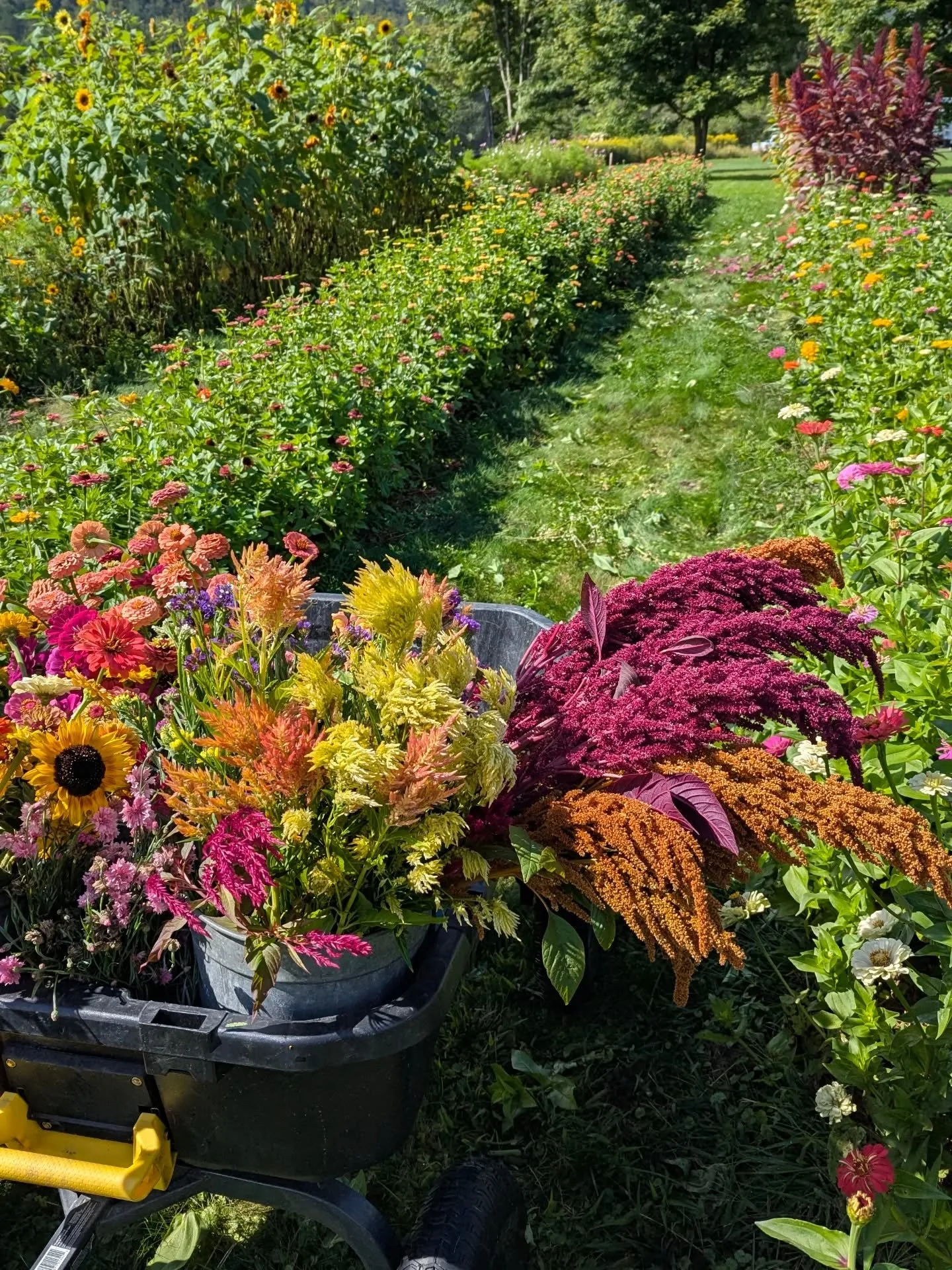 Field ➡️ vase 🌼💐

I was at Shaw&rsquo;s the other day and noticed that 7-8 stems were selling for $15 - eek. That&rsquo;s about $2 a stem (thanks to tariffs, flowers have increased in price).

With our bouquets, you&rsquo;ll get 18-20 stems for $20