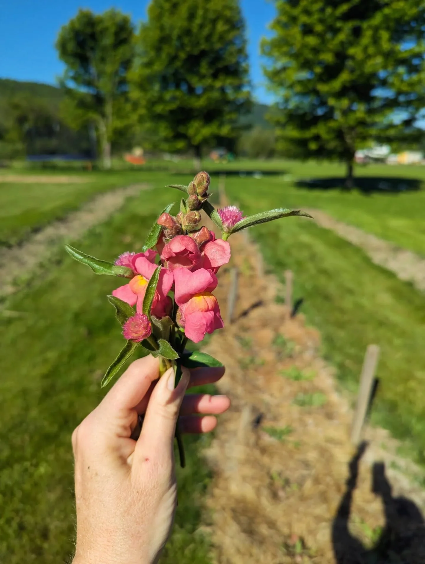 I see the flowers blooming, opening for spring. I'd like to be those flowers, open to anything. 

Spring snapshot. 

🌱First mini bunch of cut flowers 
🌱Seedlings desperately needing to be planted
🌱100 willow tree shrubs and spartan Junipers plante
