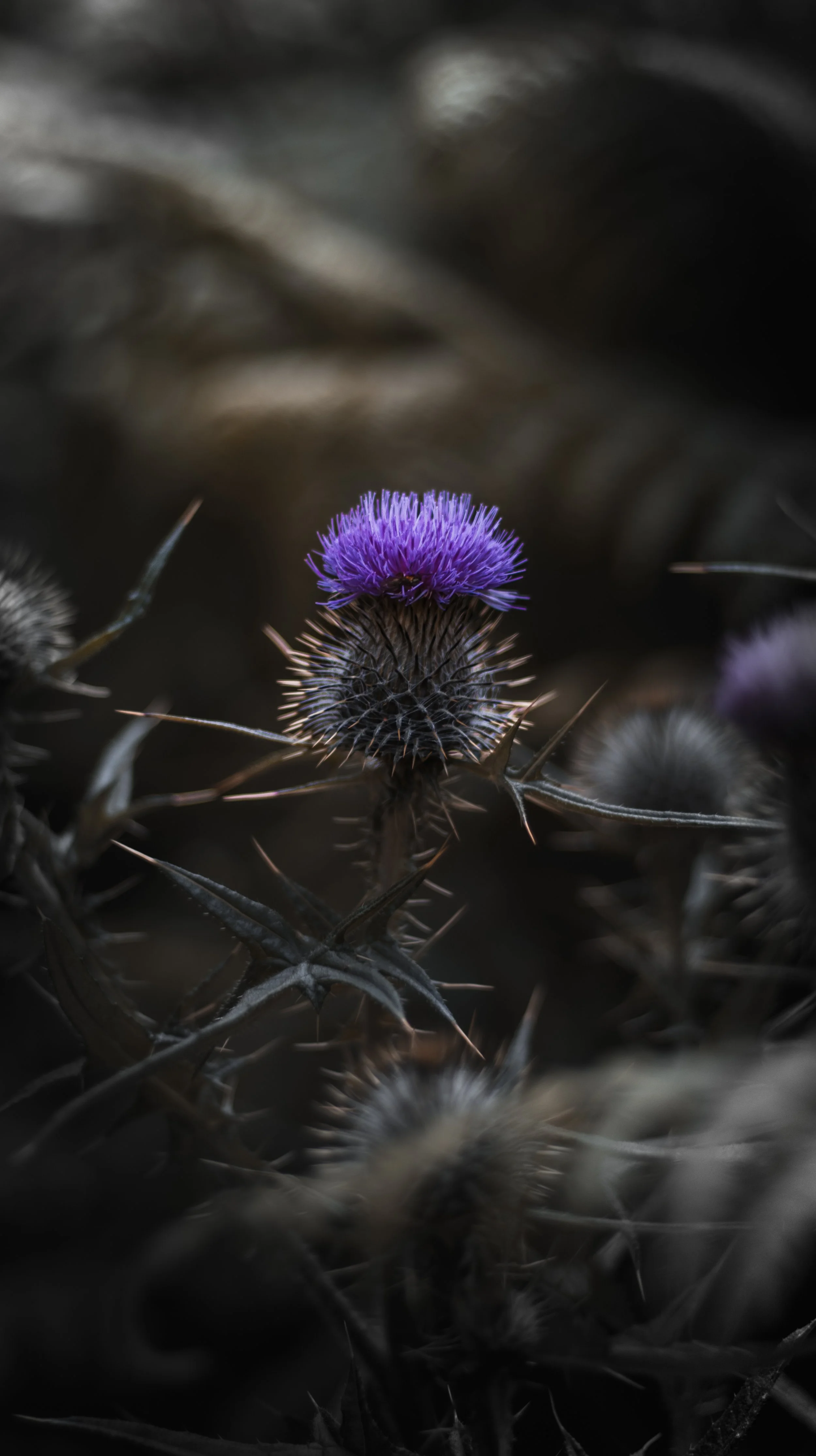 thistle-2.jpg