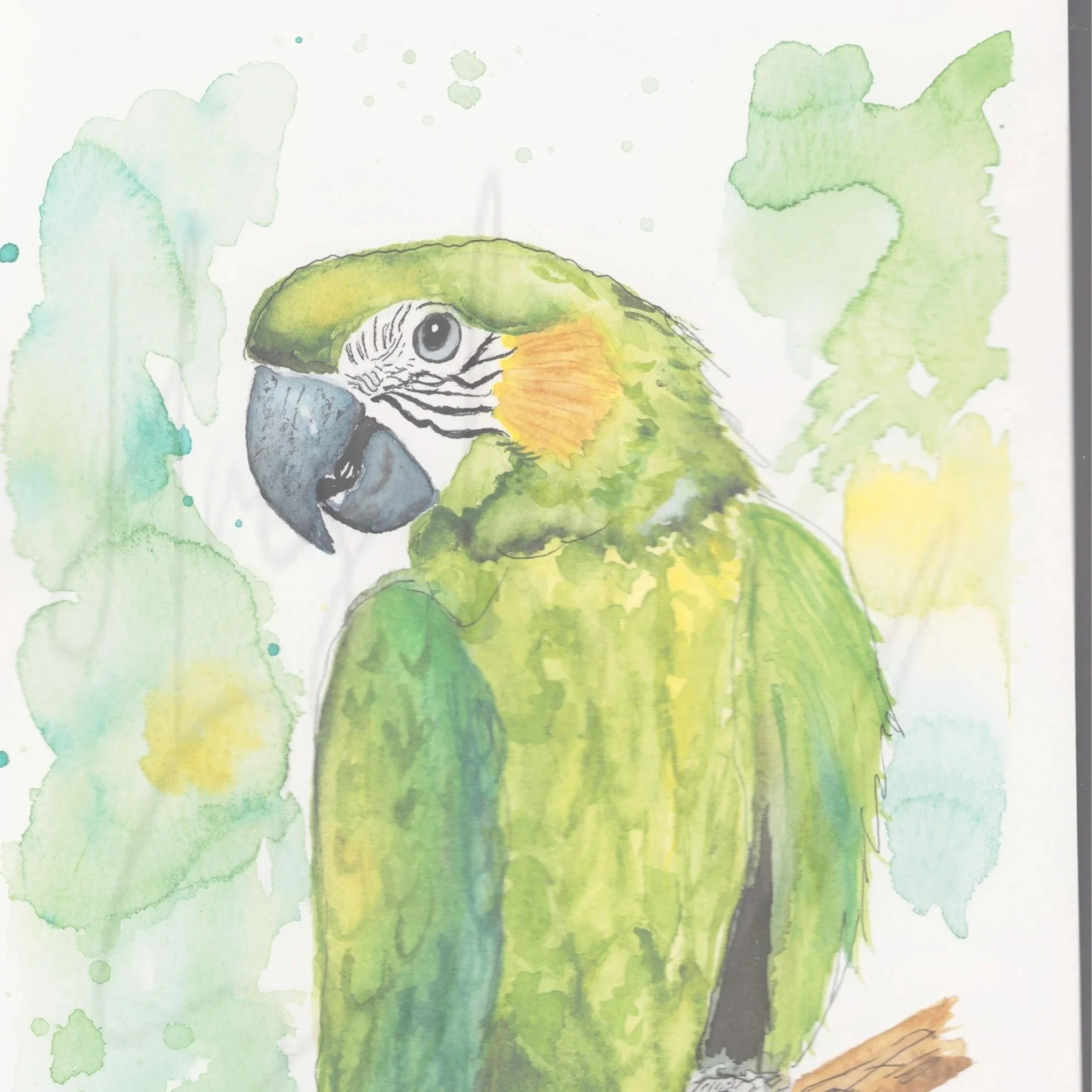 Green Parrot