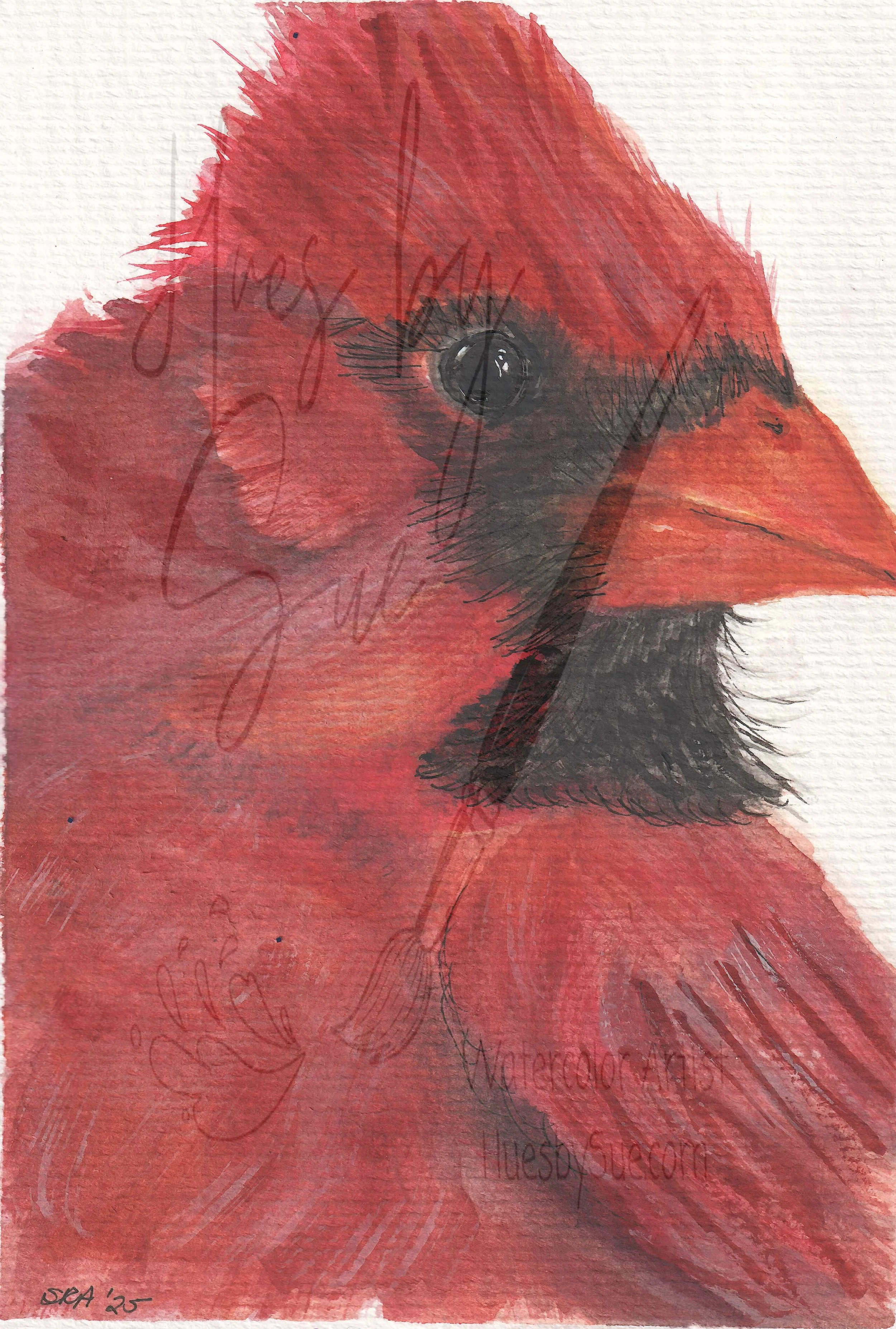 2025-Cardinal-Closeup.jpg
