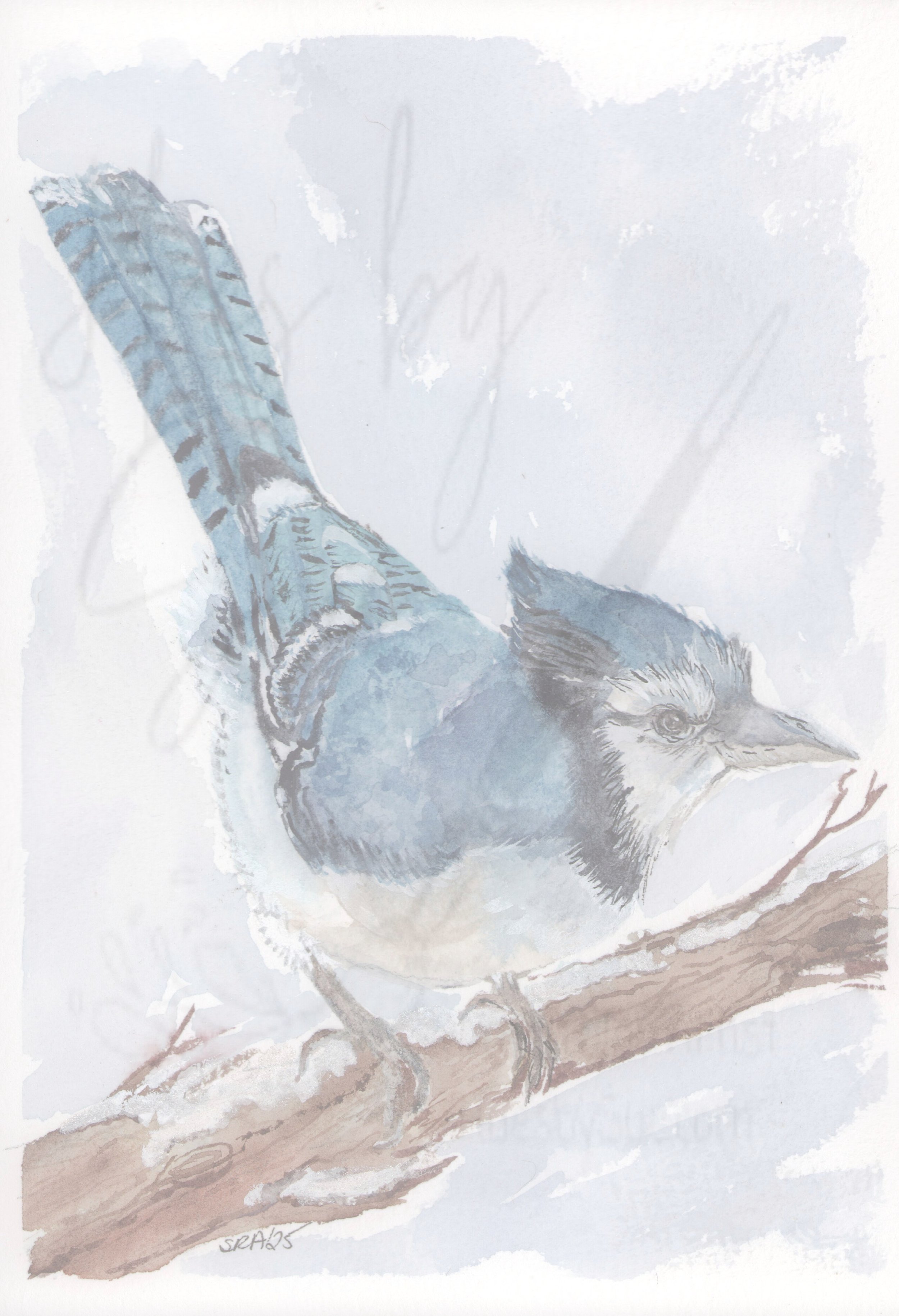 Winter Bluejay - Hand-Painted Watercolor Art