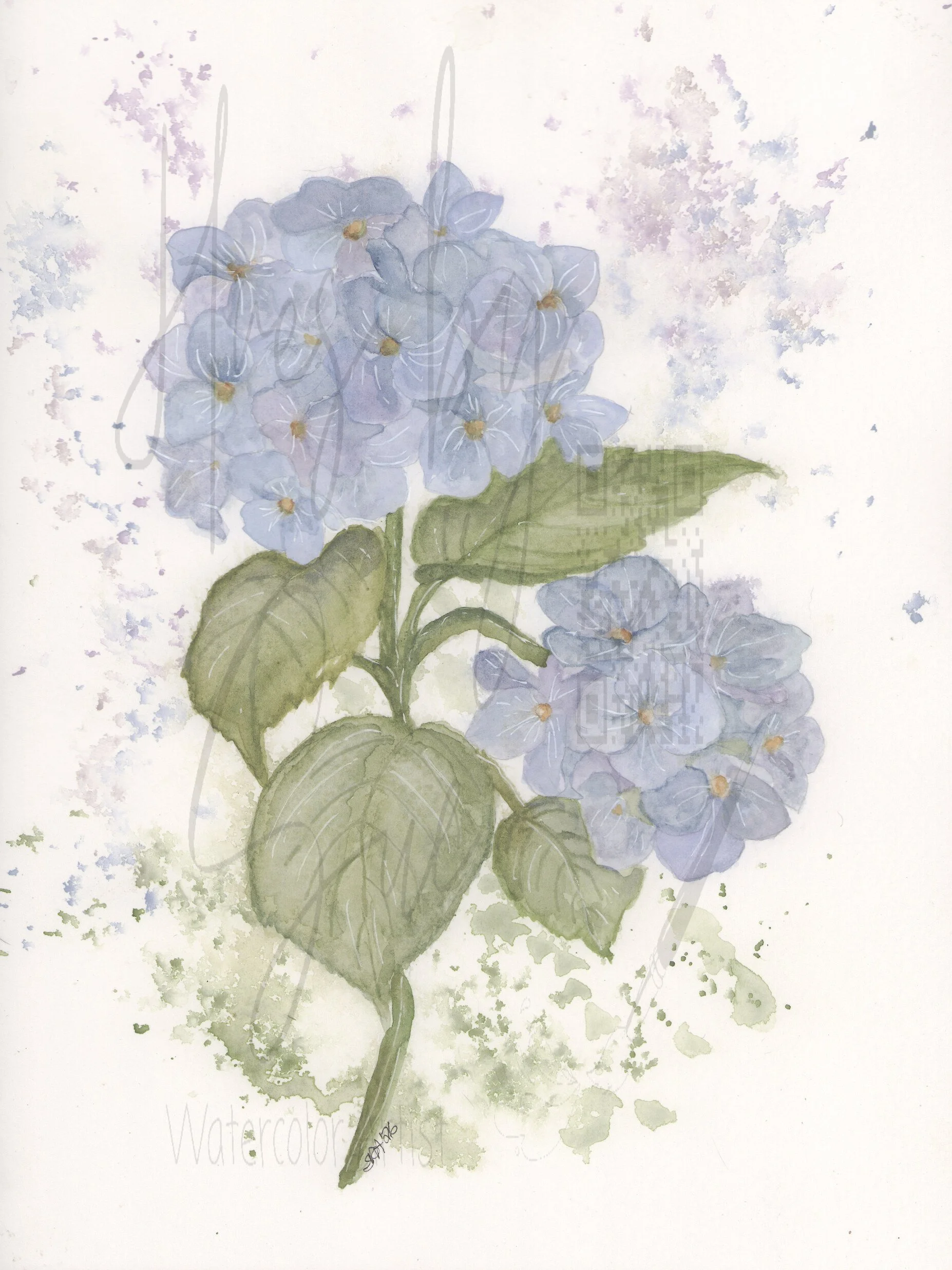 Serene Hydrangea Blooms