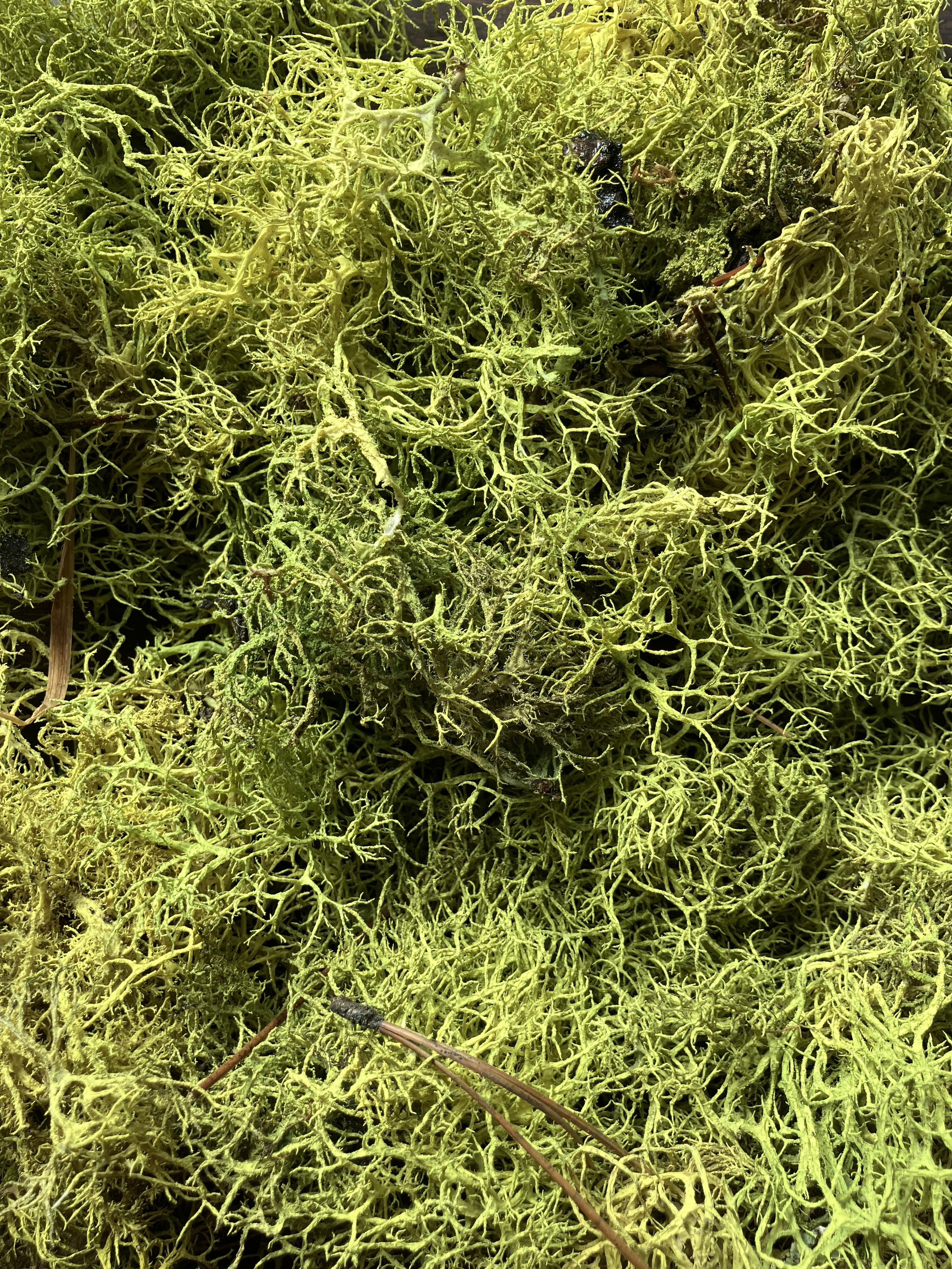 lichen + indigo
