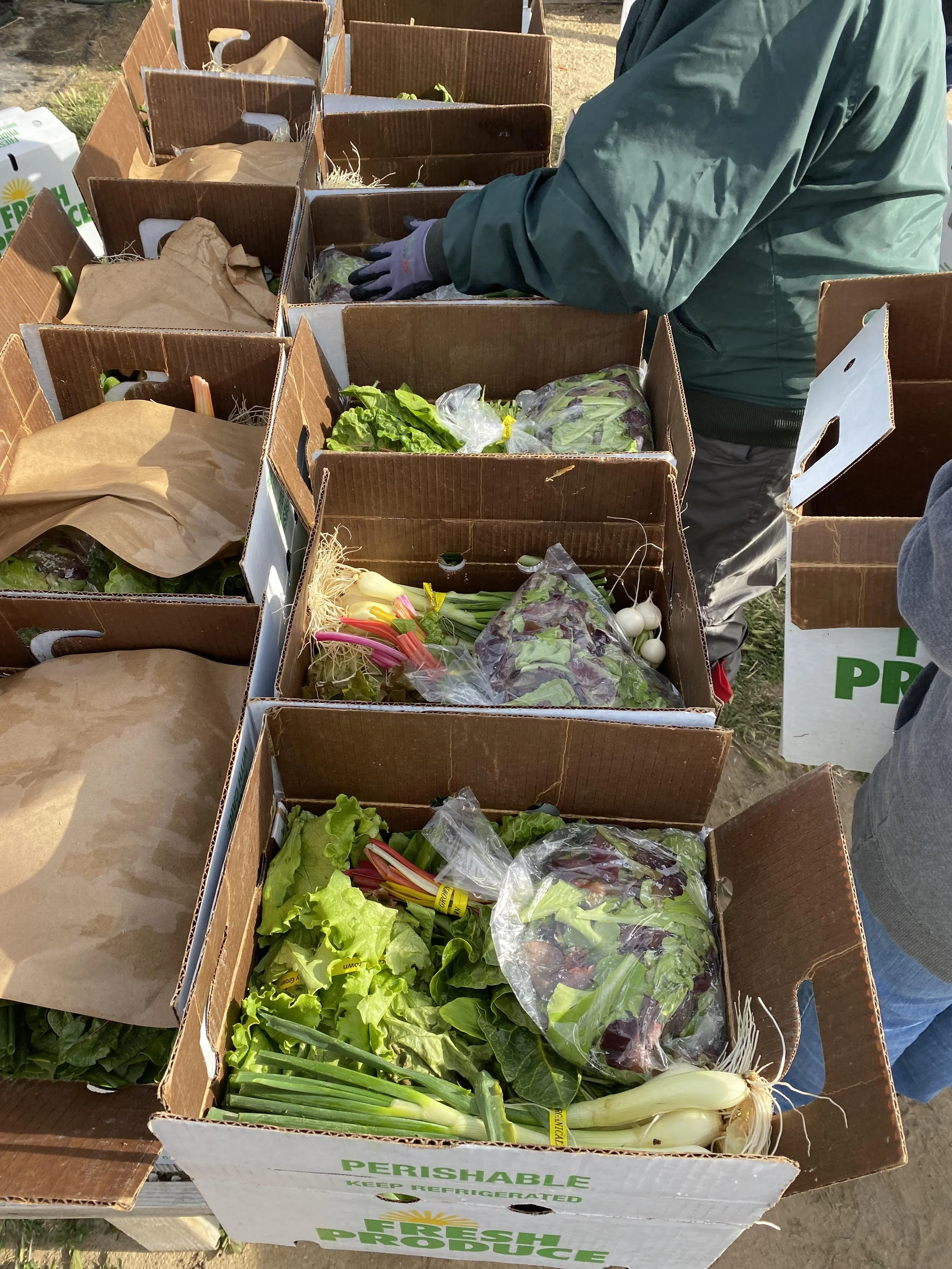 Community Supported Participatory Agriculture — polum bolum