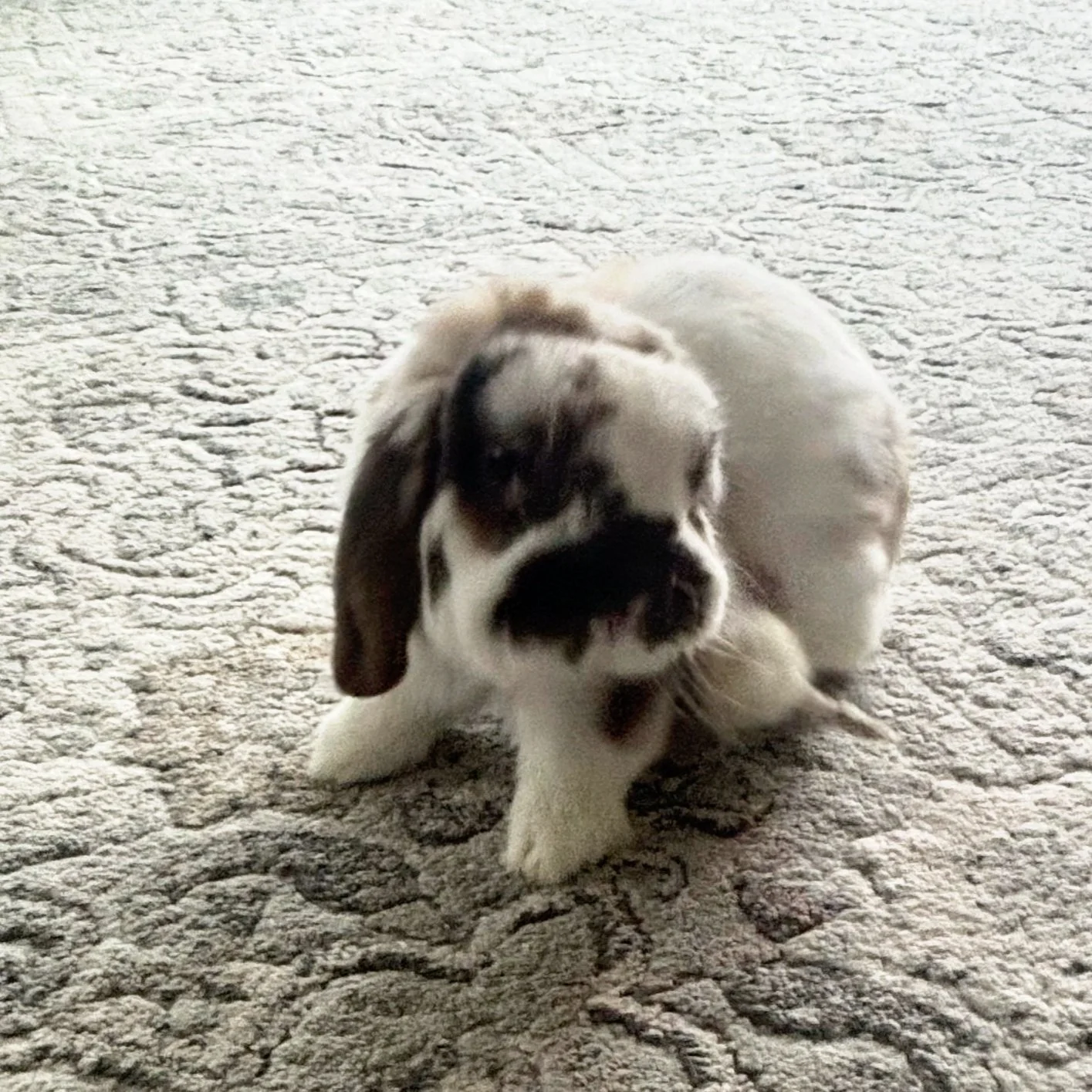 A small, fluffy puppy with black and white fur lying on a textured beige rug.