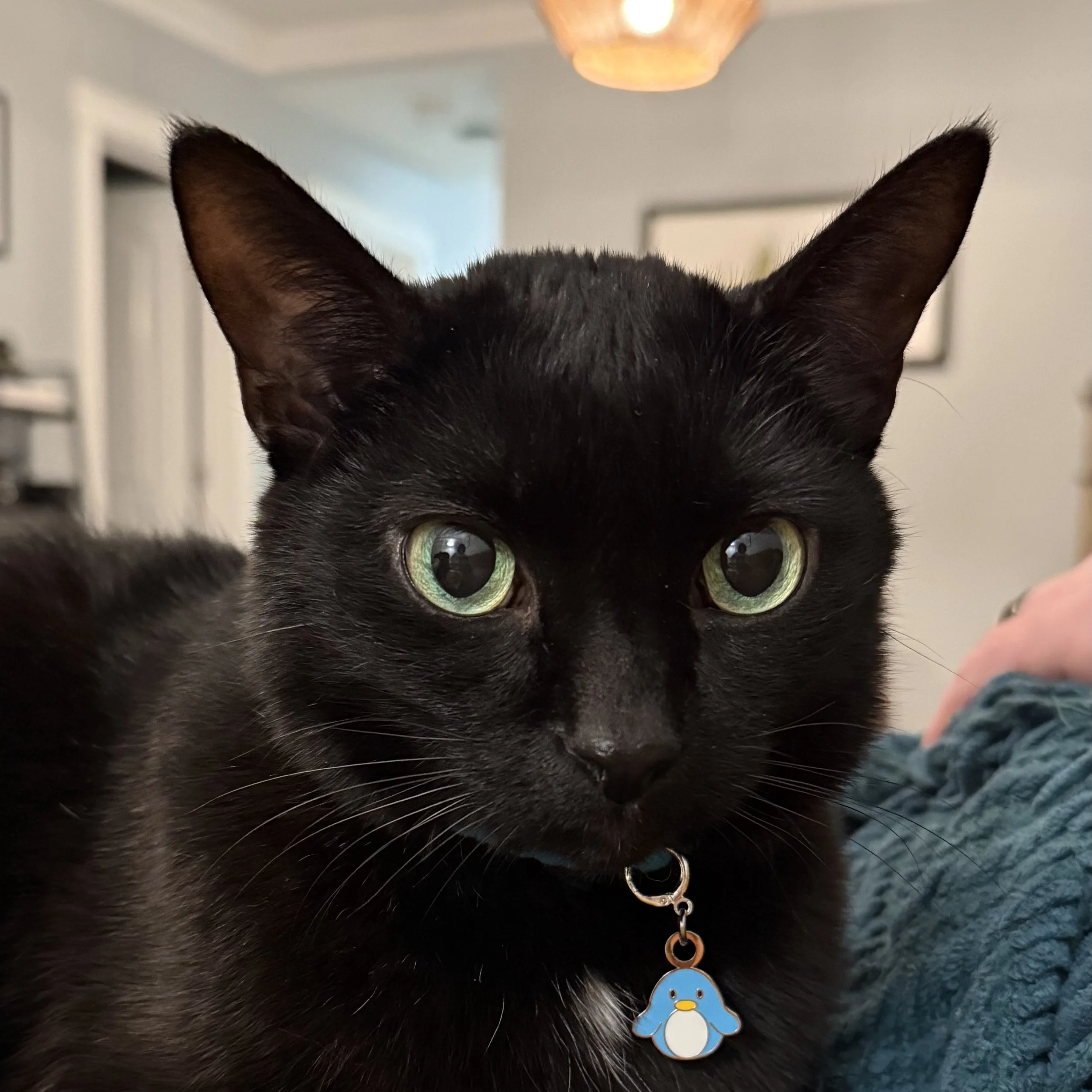 Close-up of a black cat with green eyes wearing a collar with a blue penguin charm, indoors.
