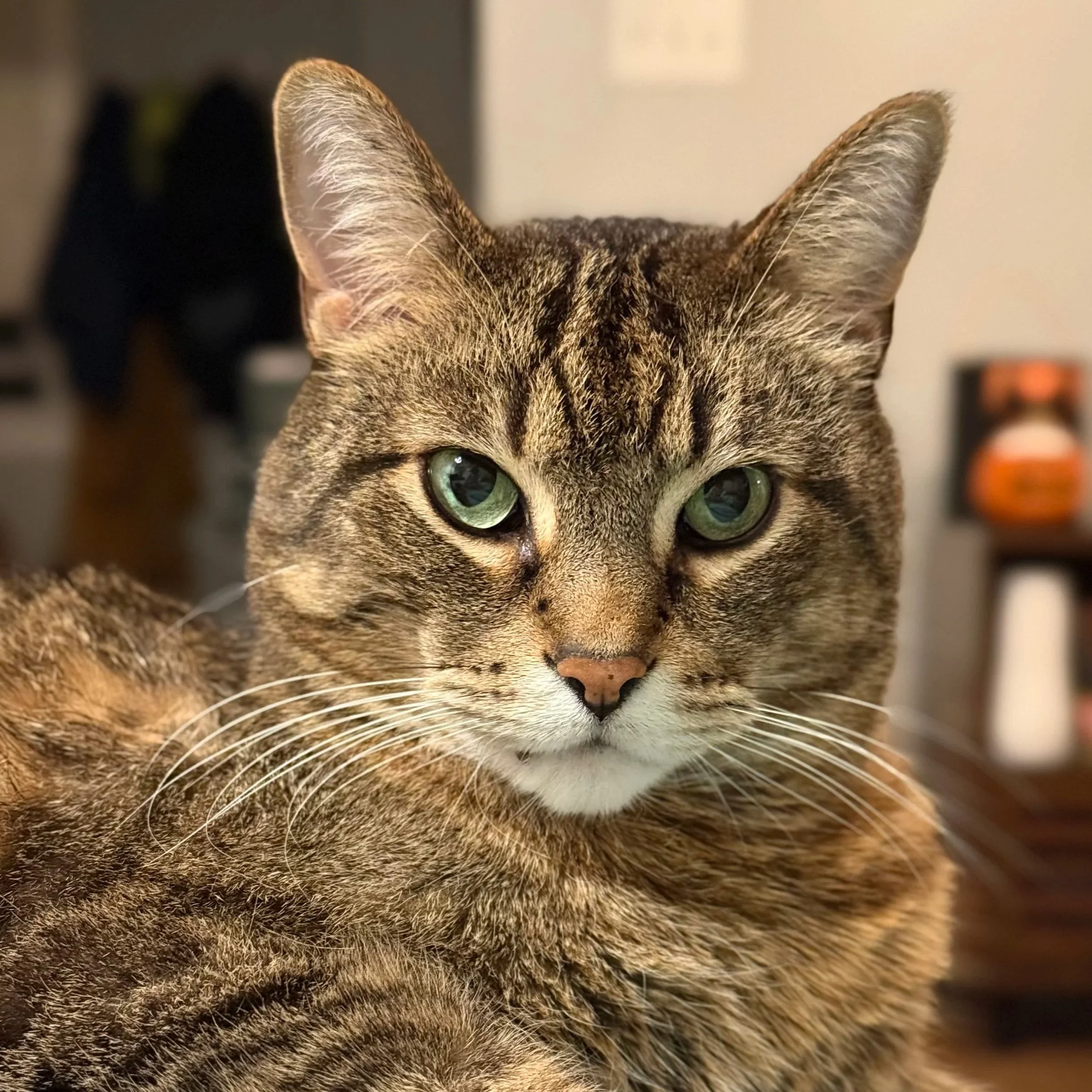 Close-up of a tabby cat with green eyes, looking directly at the camera, indoors.
