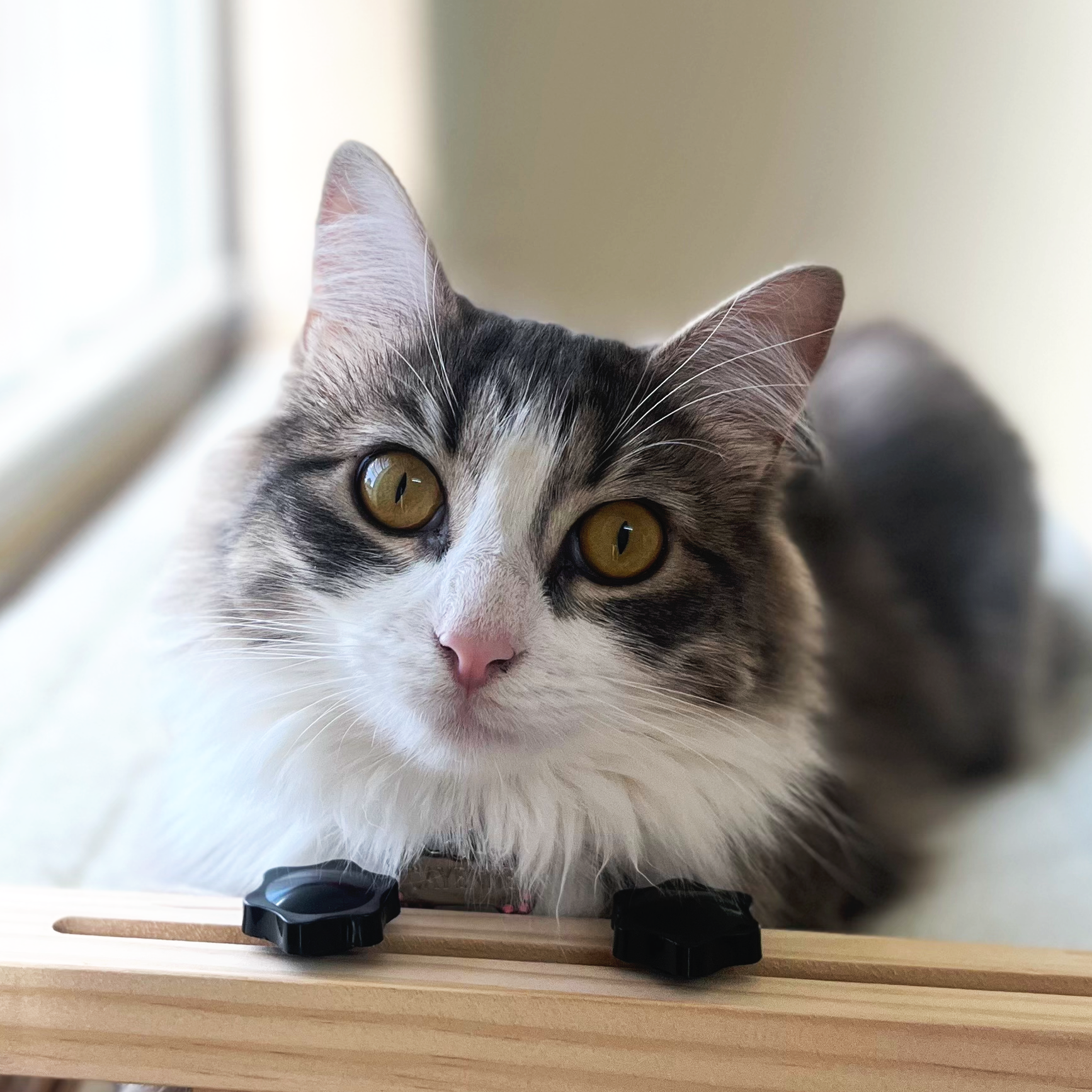 Close-up of a gray and white cat with yellow eyes resting on a wooden surface with black clips in front, near a window with blurred background.