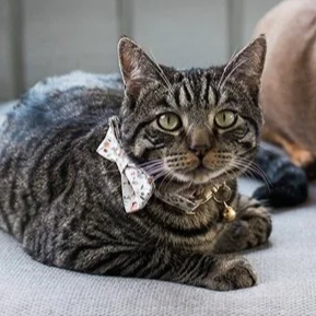 A tabby cat with a white bow around its neck, lying on a couch.