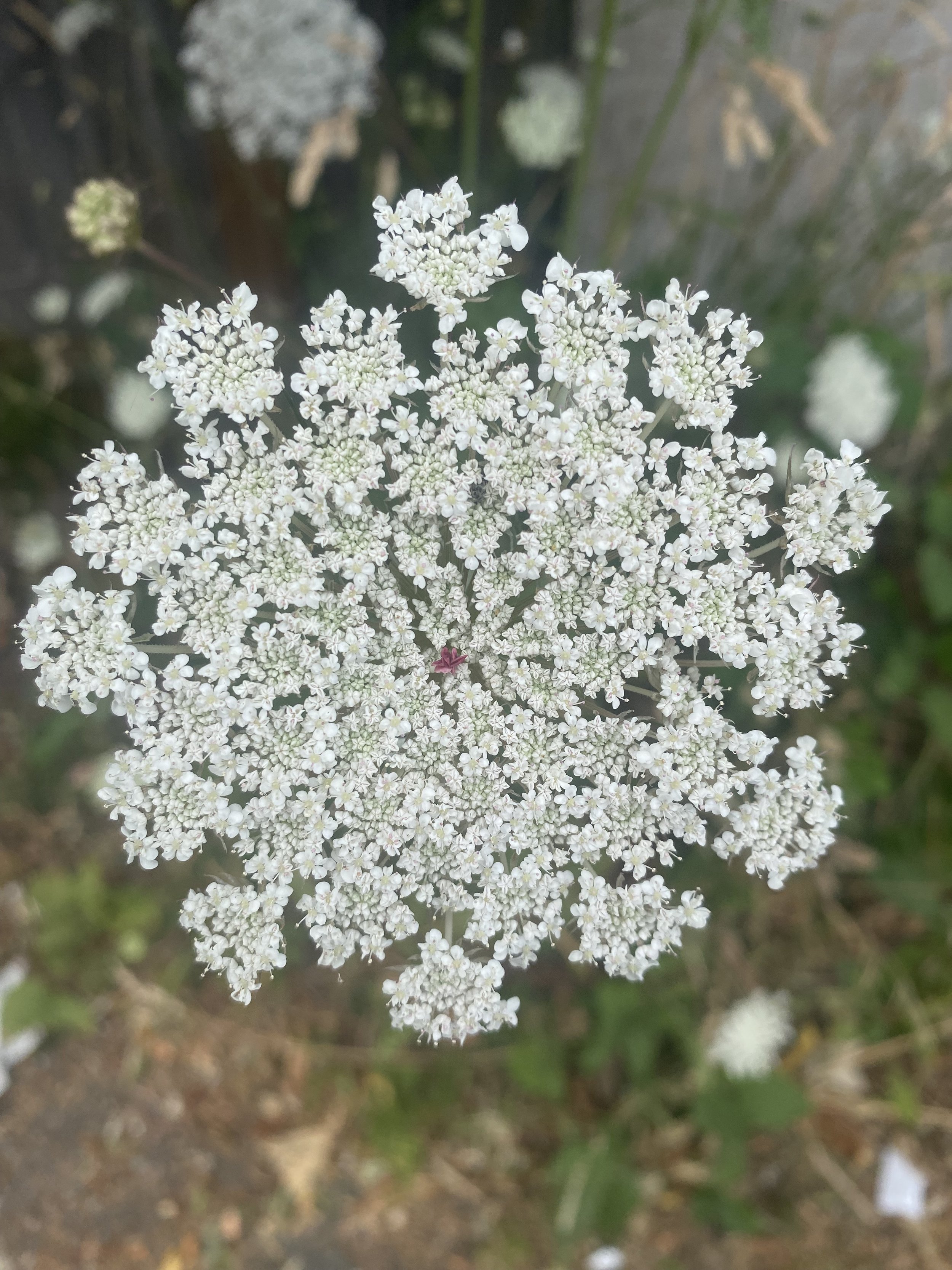 Queen Annes Lace, Herbal Medicine