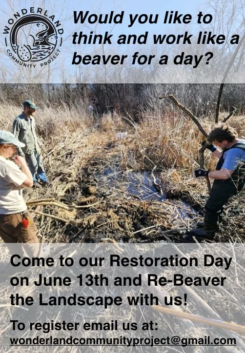 Restoration Day - Re-Beavering the Landscape!
