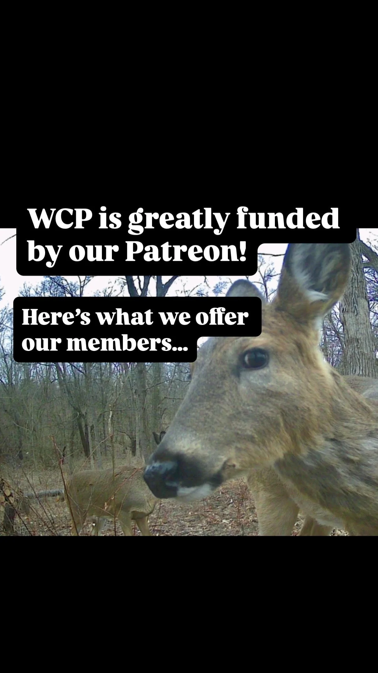 Join our Patreon!