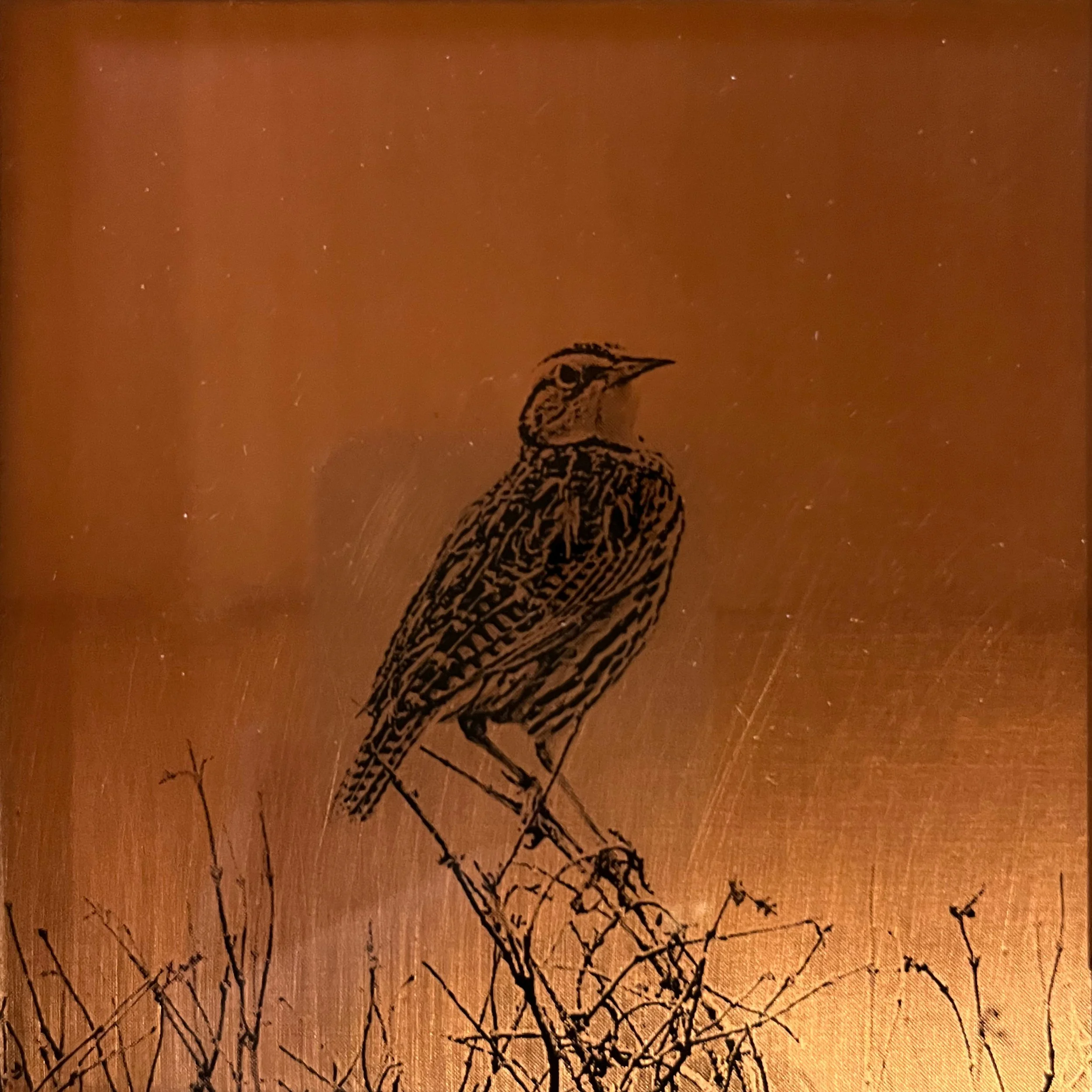 Lauren Estes, Meadowlark.jpg