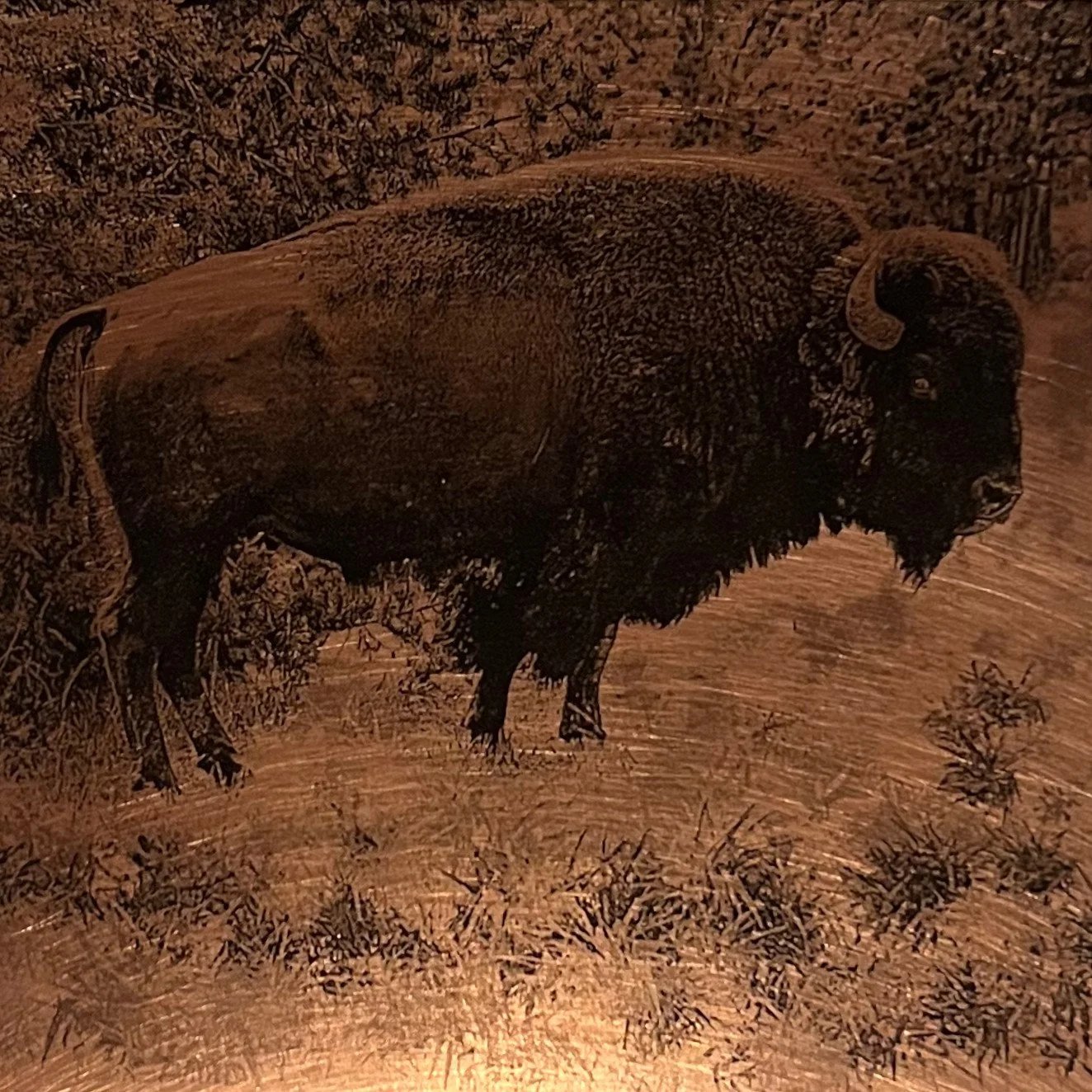 Lauren Estes, Bison Framed.jpg