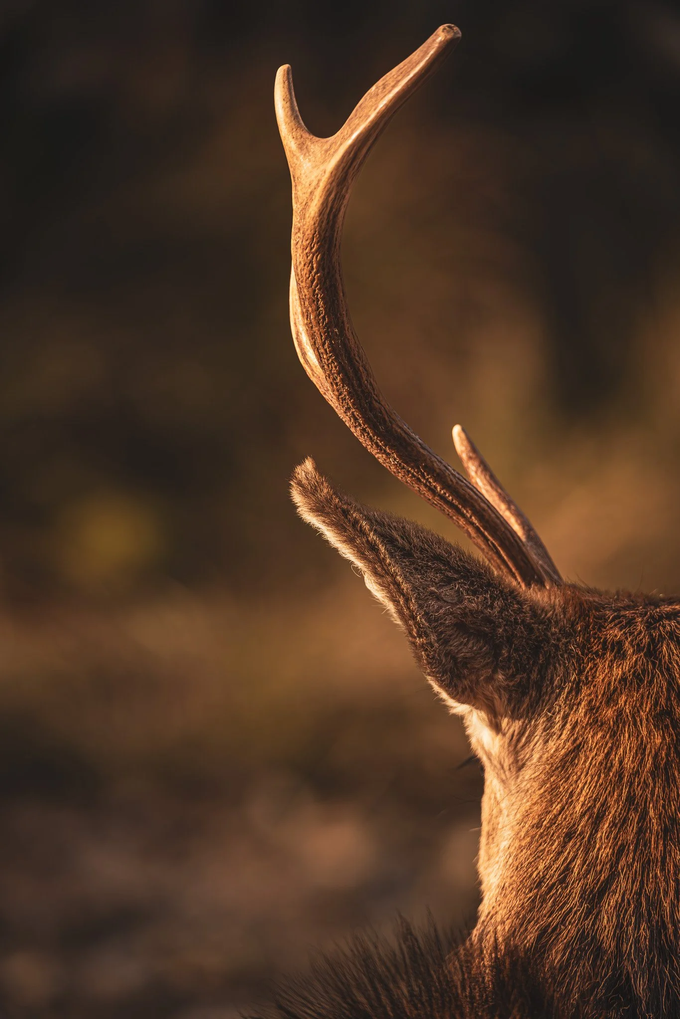 Close-up of a deer with large antlers, facing away, in a natural outdoor setting with warm lighting.
