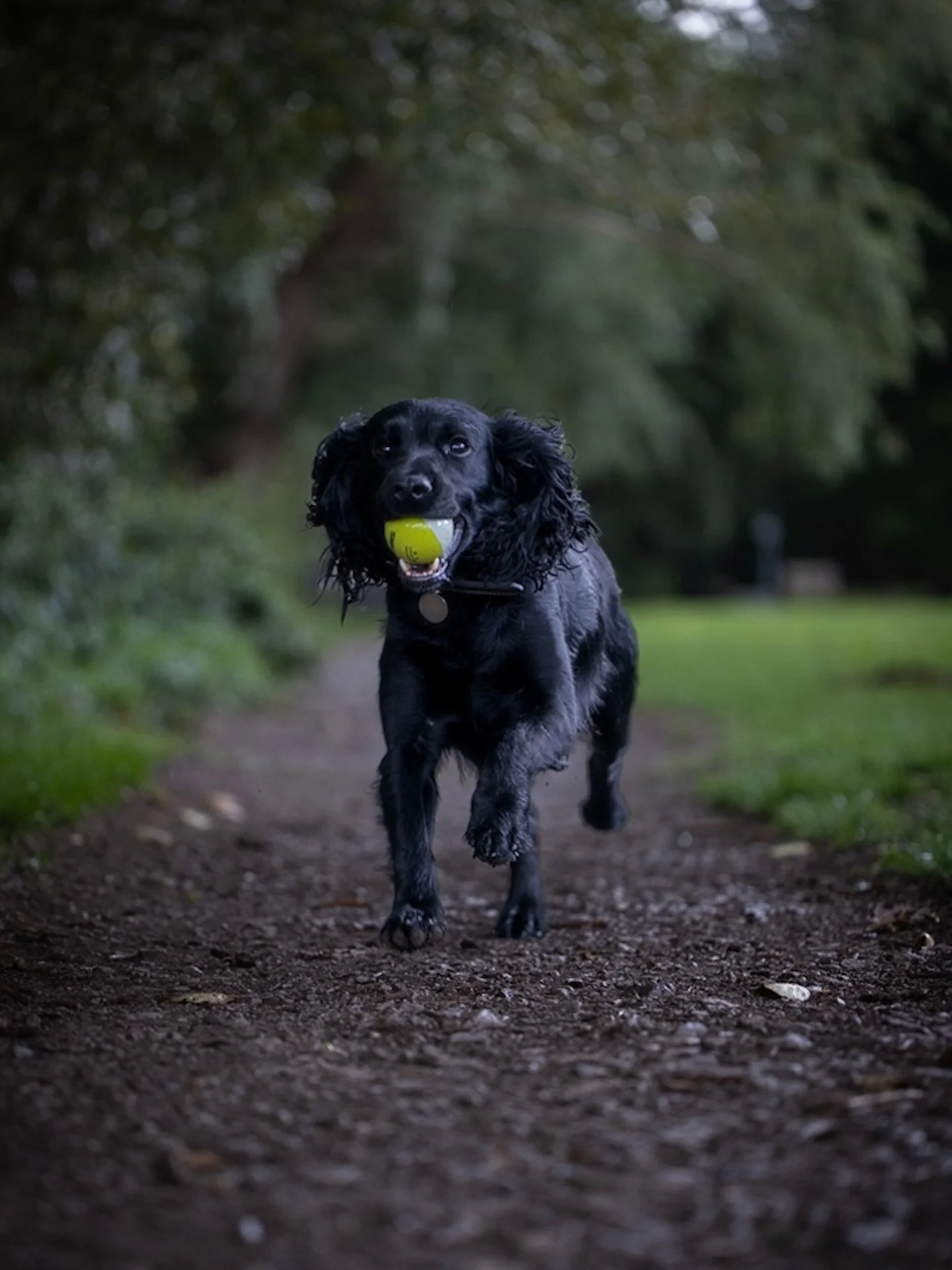 Capture your pet&rsquo;s unique charm with vibrant, candid shots that tell their story. Whether they&rsquo;re playful, curious, or just plain adorable, let their personality shine through every frame!#PetPhotography #FurryFriends #PetPortraits #Anima