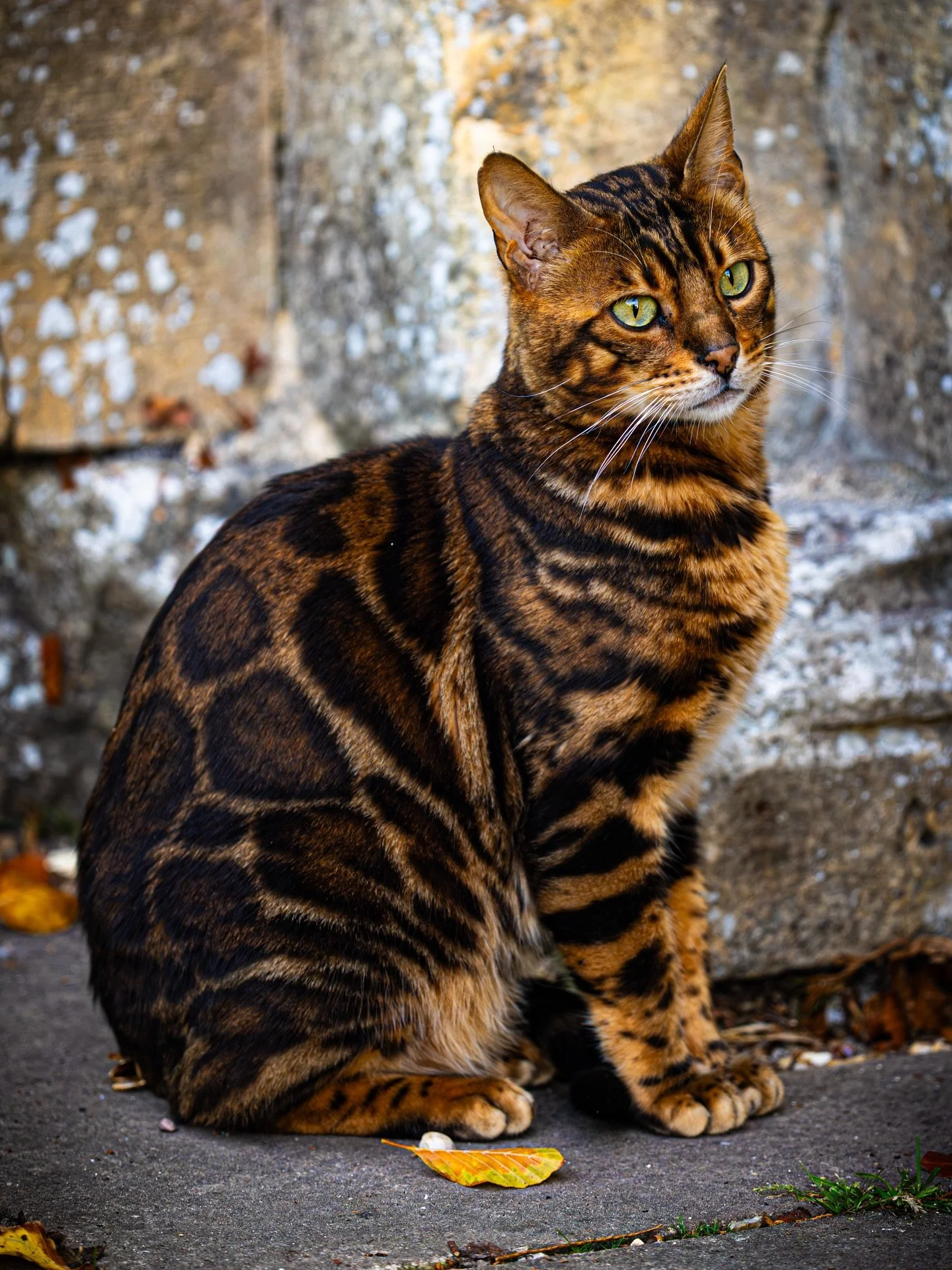 Was actually trying to photograph something else but was captivated by this Cat  #cat #cats_of_instagram #catphotography #petphotography #york #yorkshirephotographer