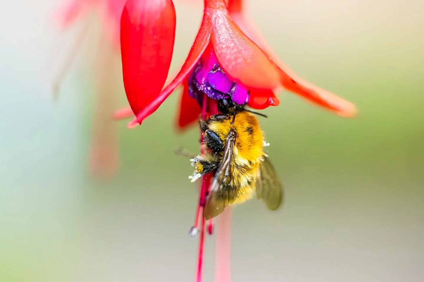 Tb to summer vibes before winter hits #throwback #bee #flower #photographylovers #flowerstagram #wildlife