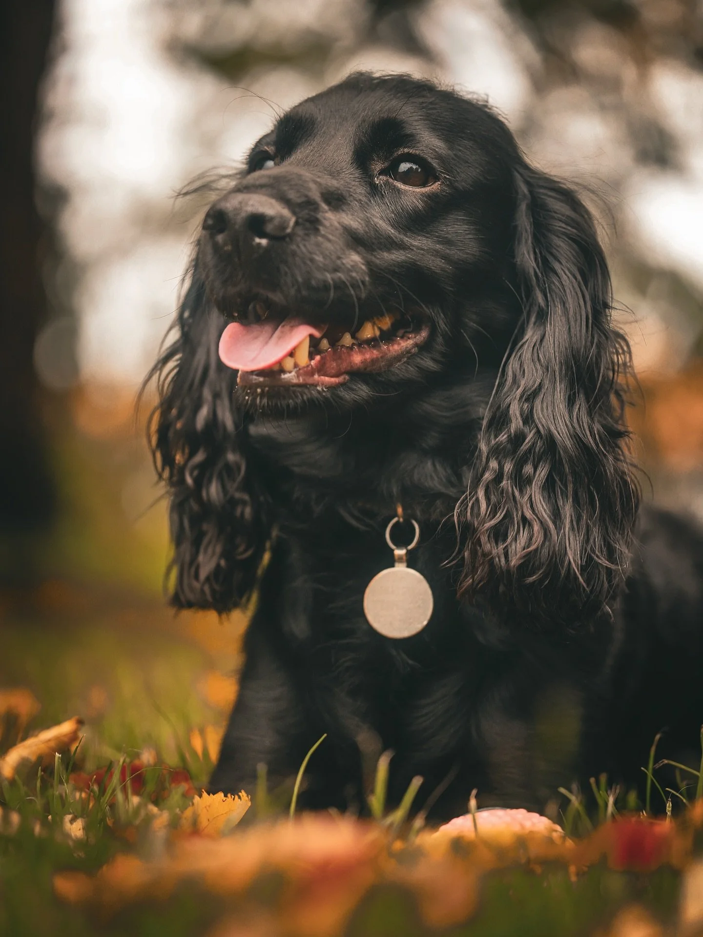 Golden leaves, cosy jumpers, and wagging tails &ndash; autumn is here! 🍂🐾 There&rsquo;s nothing better than crisp walks with your furry friend and capturing those perfect moments among the fallen leaves. Tag your seasonal snaps and share the warmth